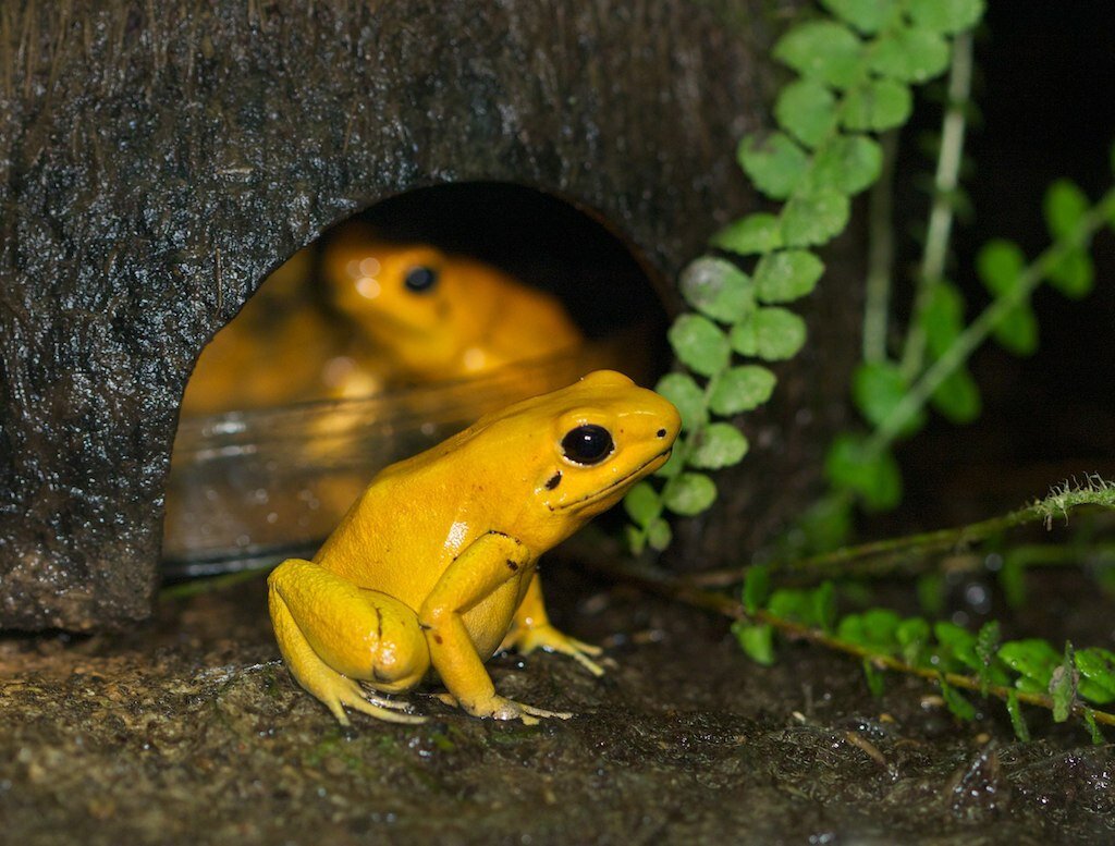 The most dangerous frog on the planet - My, Biology, Around the world, Animals, Nature, In the animal world, Rare view, Amphibians, Frogs, Red Book, The photo, Longpost, Poisonous animals