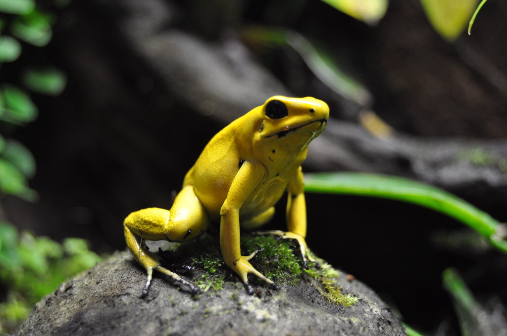 The most dangerous frog on the planet - My, Biology, Around the world, Animals, Nature, In the animal world, Rare view, Amphibians, Frogs, Red Book, The photo, Longpost, Poisonous animals