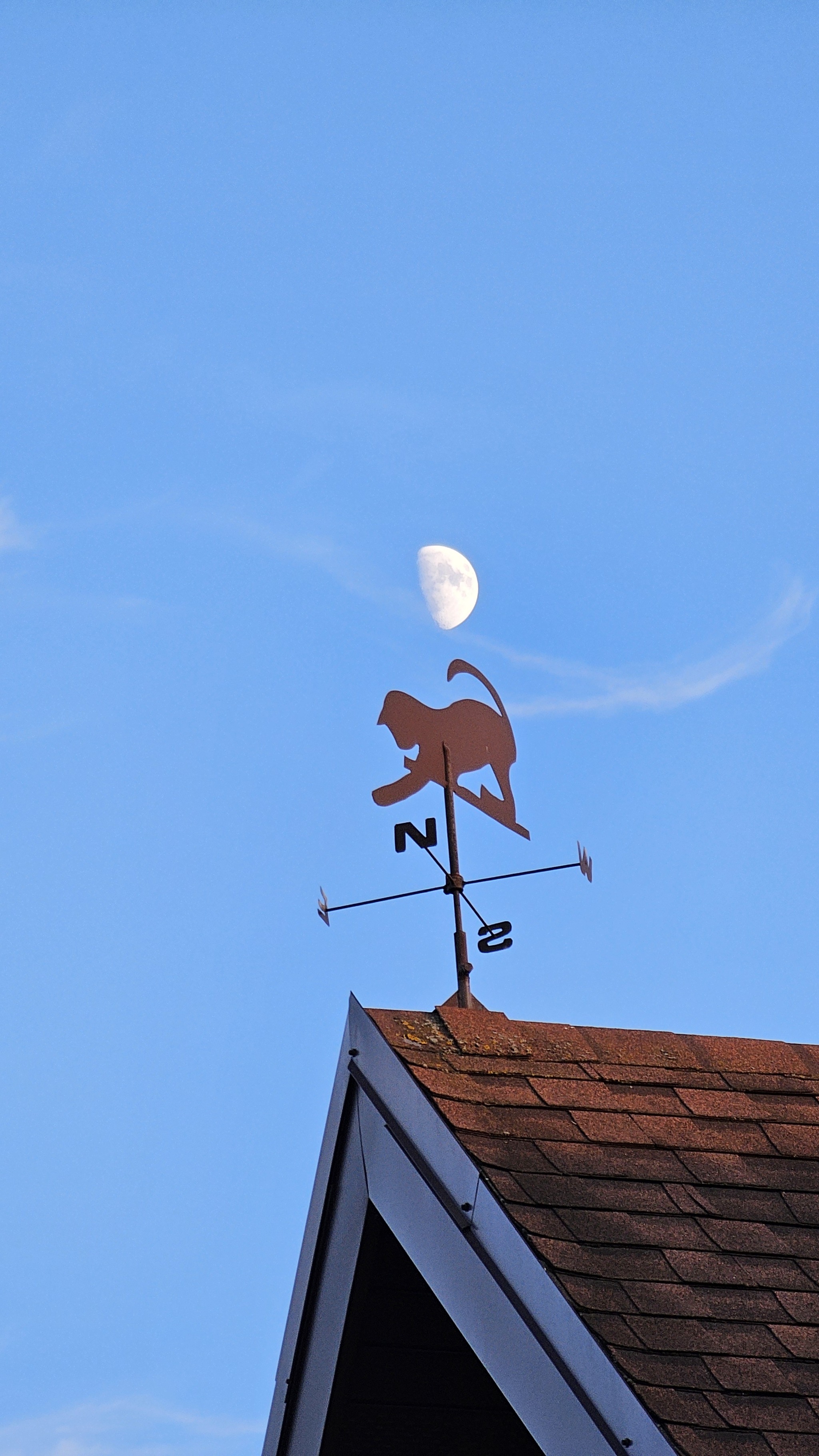 Kitten plays with the moon - My, moon, cat, Mobile photography, Evening, Sky, Longpost, Successful angle