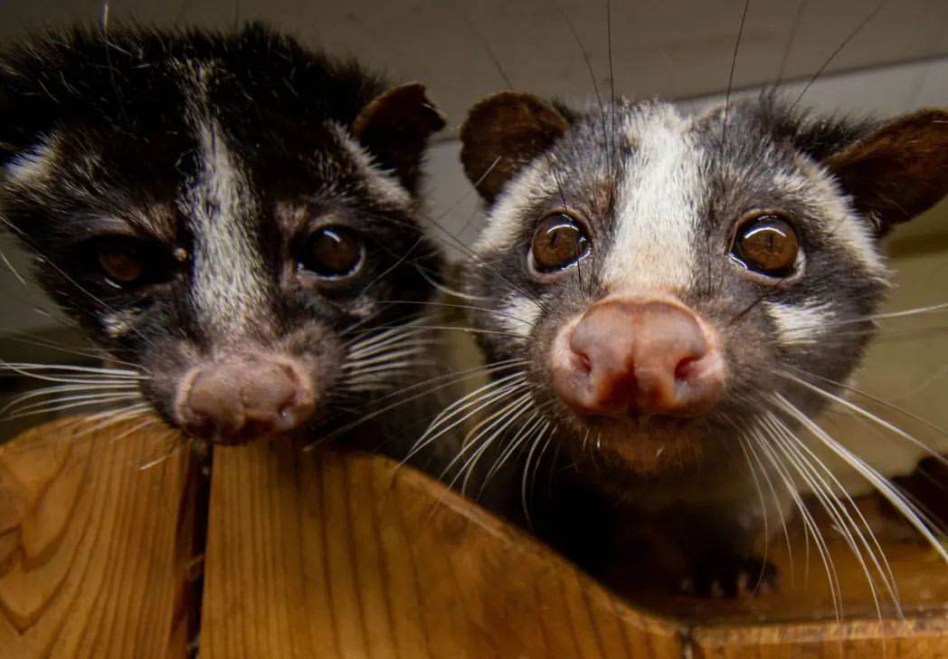 Himalayan civets - Civet, Wyvernaceae, Predatory animals, Wild animals, Zoo, The photo