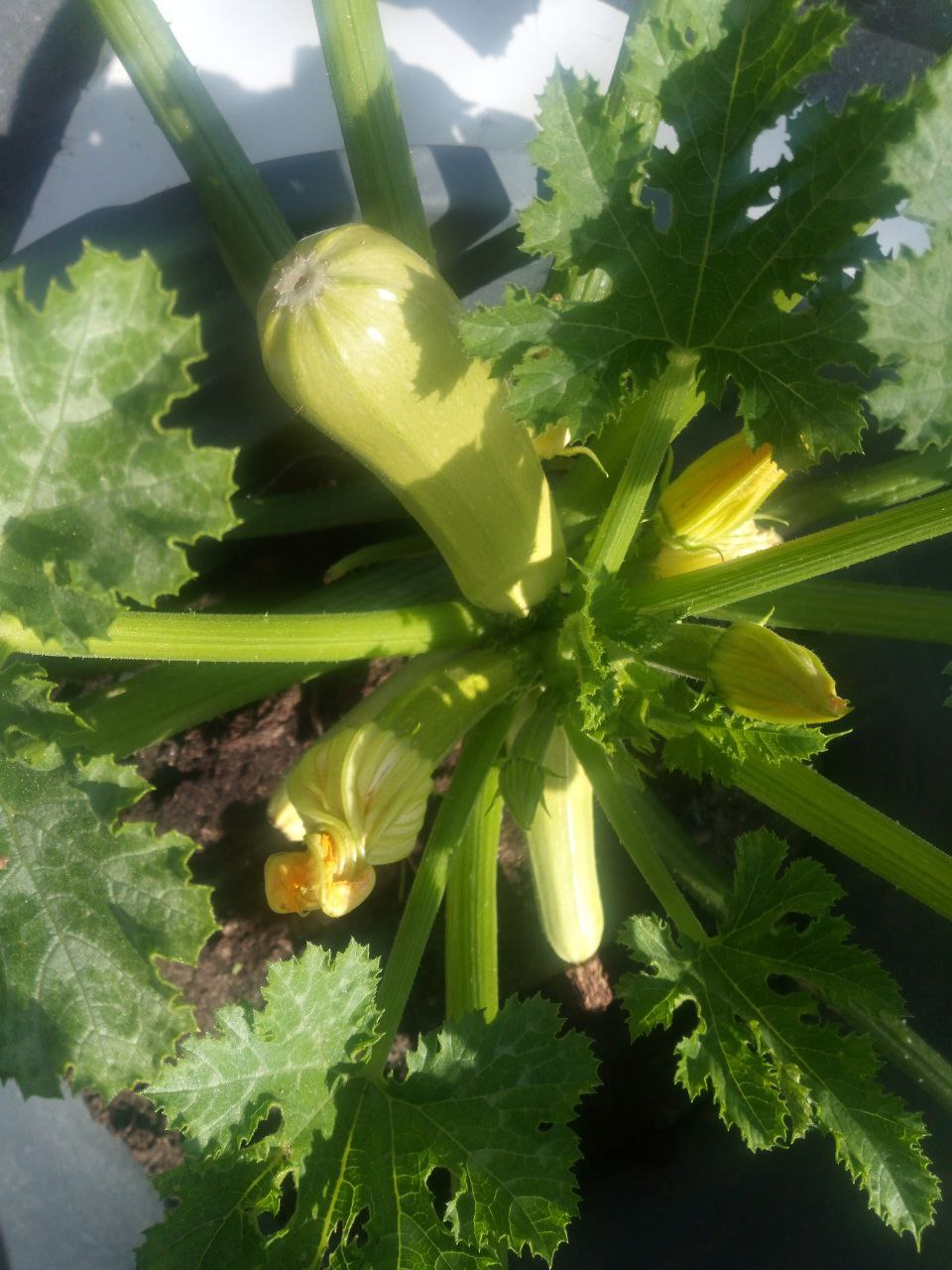 The zucchini that lives on the roof - My, Zucchini, Humor, Longpost