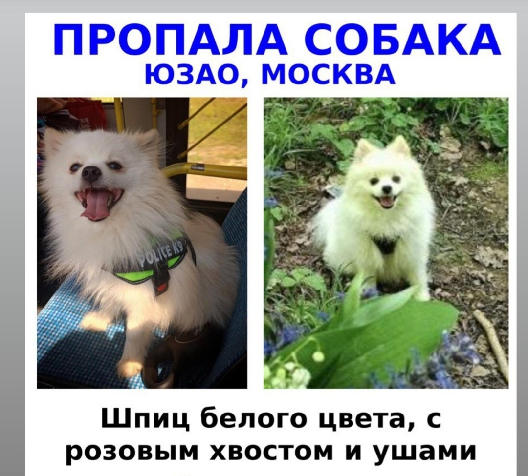 Lost dog - My, No rating, The dog is missing, Dog, Spitz