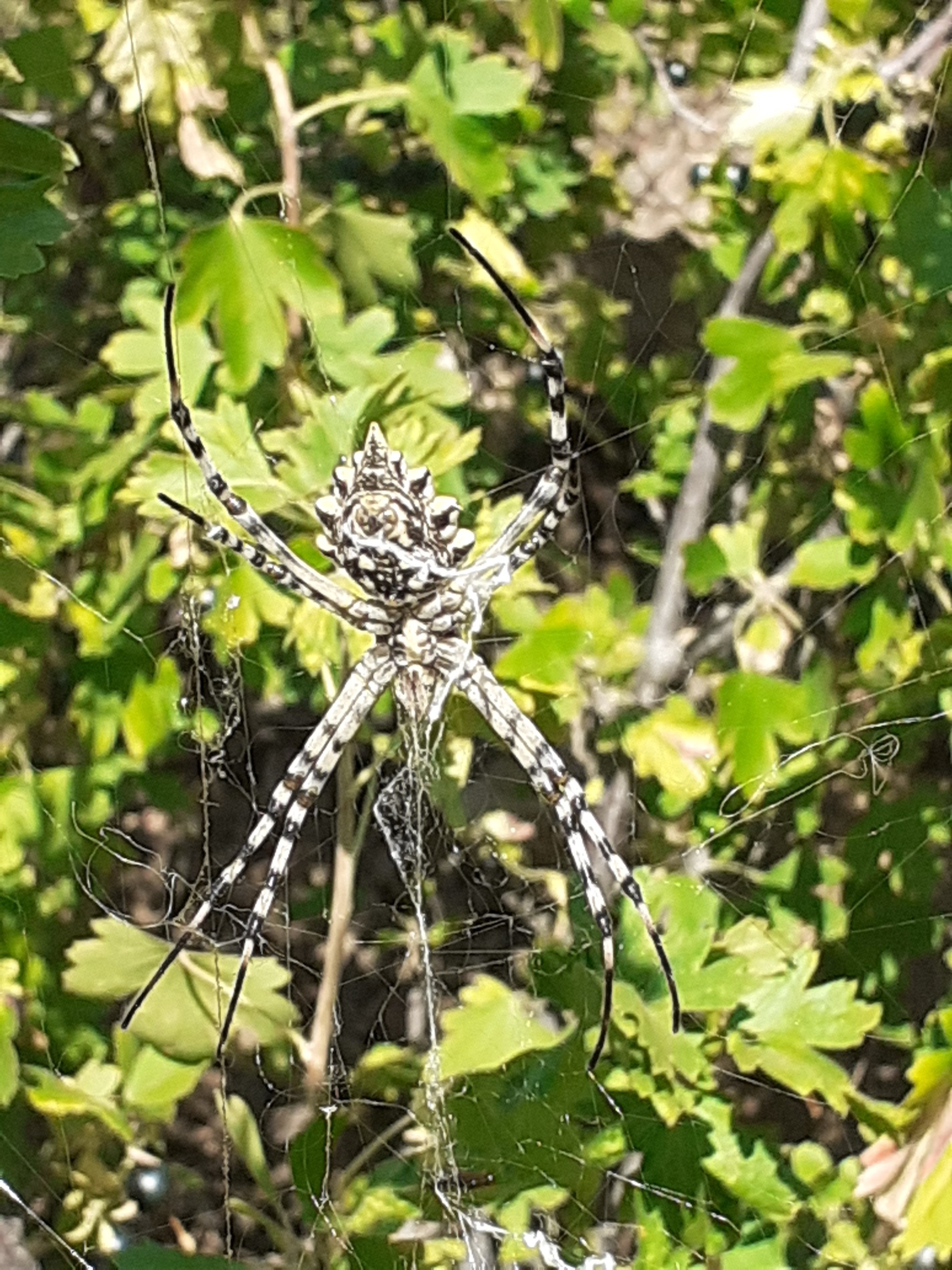 Argiope lobata - My, Biology, Nauchpop, Video, Vertical video, Longpost, Spider, Arthropods