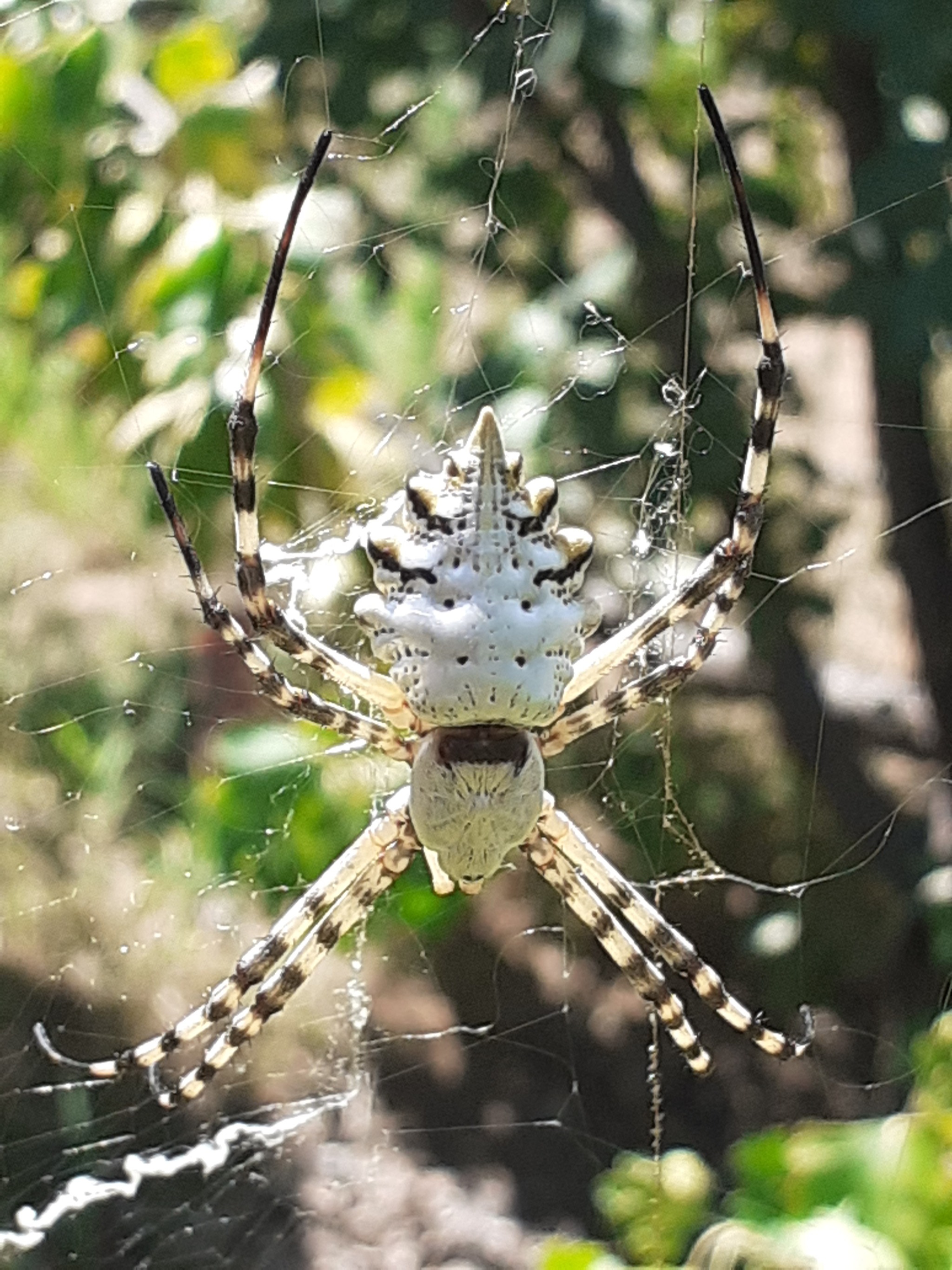 Argiope lobata - My, Biology, Nauchpop, Video, Vertical video, Longpost, Spider, Arthropods