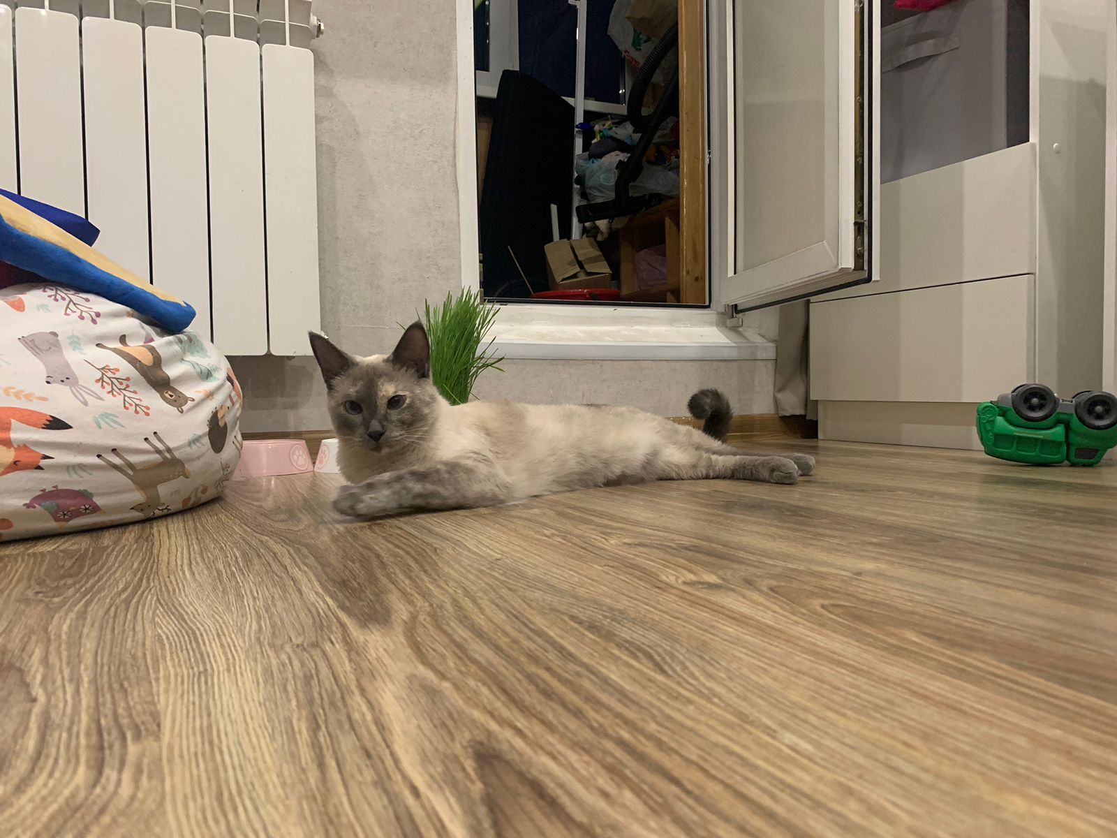 Lilya in her new home. Continuation of a story - Moscow, In good hands, cat, Volunteering, No rating, Cat lovers, Fluffy, Homeless animals, Overexposure, Kindness, Charity, Helping animals, Pets, Longpost, Found a home