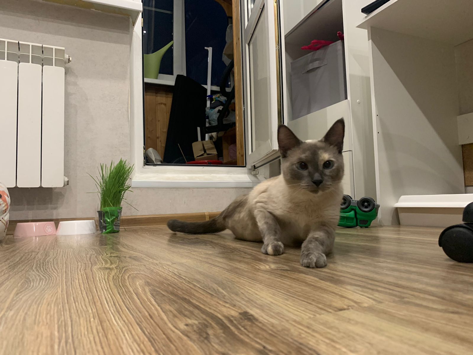 Lilya in her new home. Continuation of a story - Moscow, In good hands, cat, Volunteering, No rating, Cat lovers, Fluffy, Homeless animals, Overexposure, Kindness, Charity, Helping animals, Pets, Longpost, Found a home