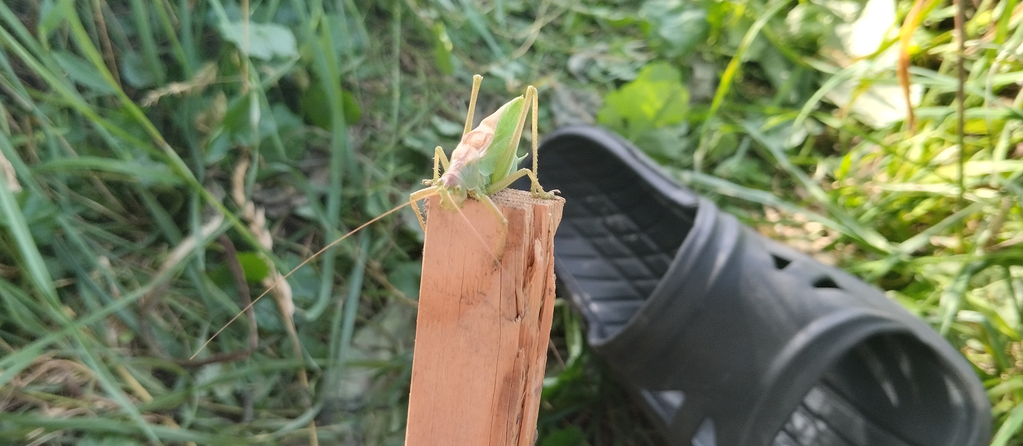 Grasshopper - The photo, Locust, Longpost