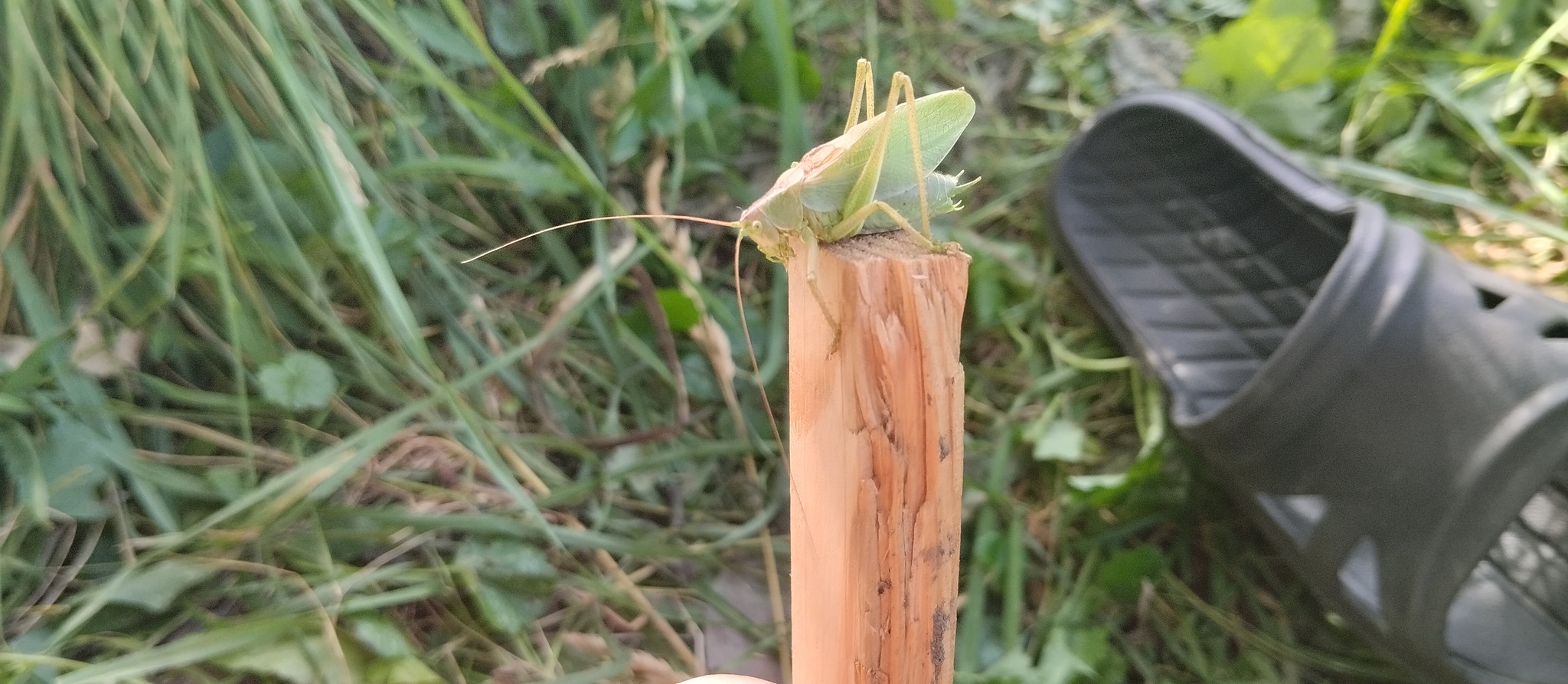 Grasshopper - The photo, Locust, Longpost