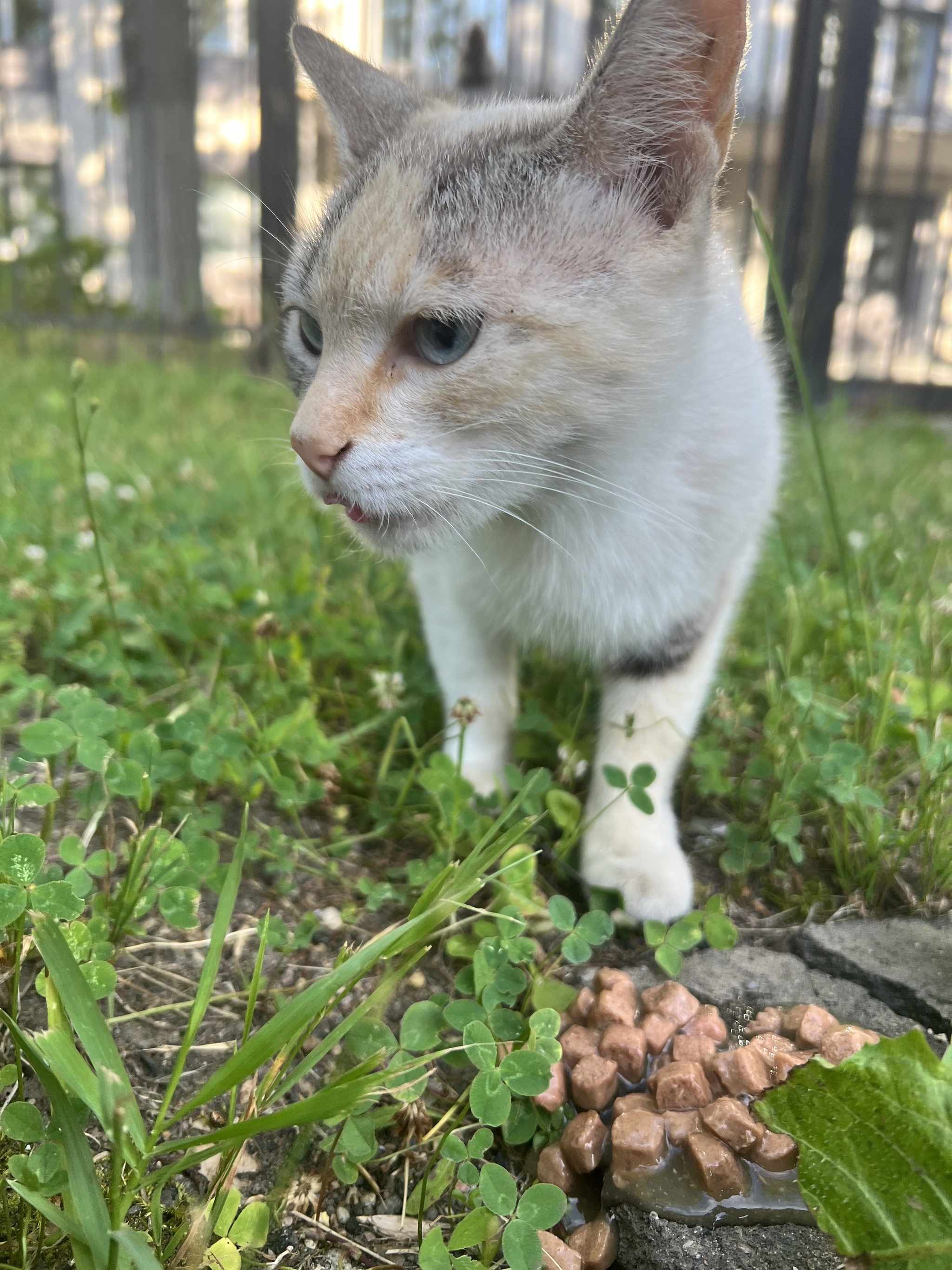 A cat in Zvenigorod is looking for a home - In good hands, Homeless animals, Zvenigorod, Longpost