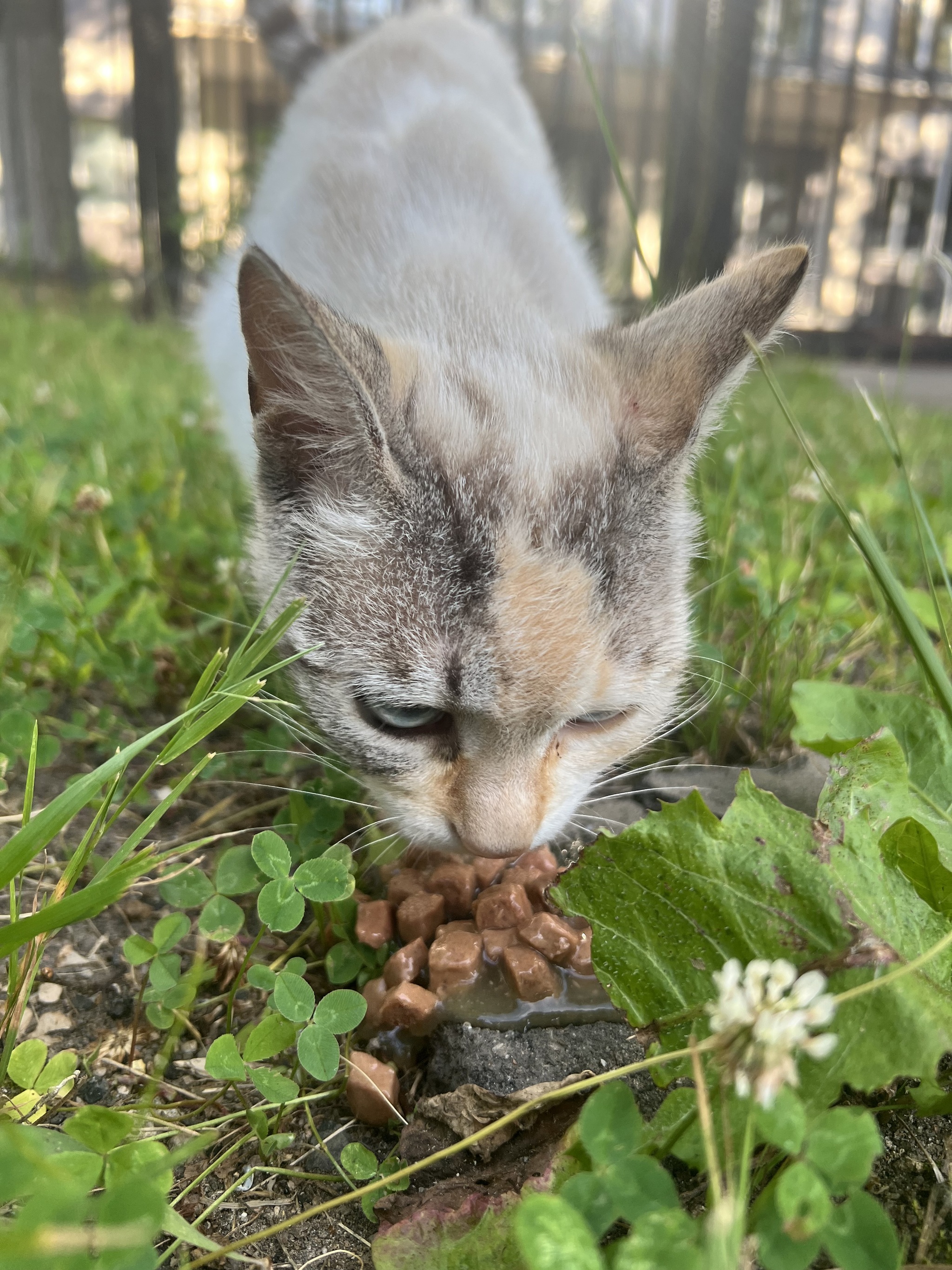 A cat in Zvenigorod is looking for a home - In good hands, Homeless animals, Zvenigorod, Longpost