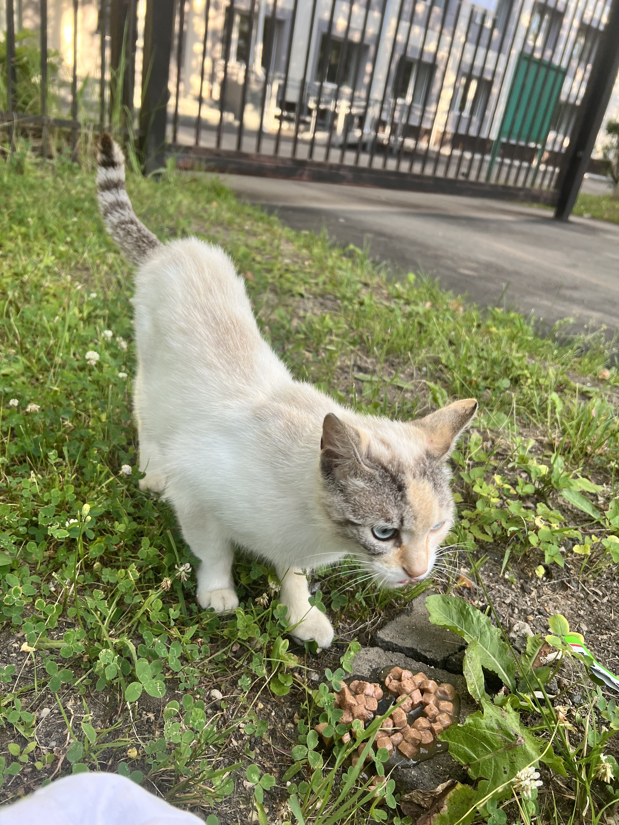 A cat in Zvenigorod is looking for a home - In good hands, Homeless animals, Zvenigorod, Longpost