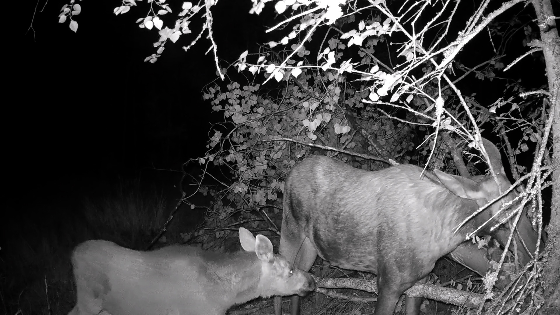 For moose calves, green food has become the main food, but they still do not give up their mother’s milk! - My, Pavel Glazkov, The nature of Russia, Elk, Each creature has a pair, Vsevolozhsky district, Leningrad region, Video, Video VK, Longpost