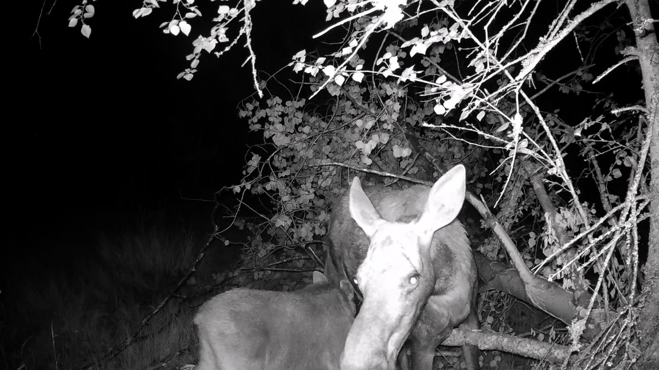 For moose calves, green food has become the main food, but they still do not give up their mother’s milk! - My, Pavel Glazkov, The nature of Russia, Elk, Each creature has a pair, Vsevolozhsky district, Leningrad region, Video, Video VK, Longpost