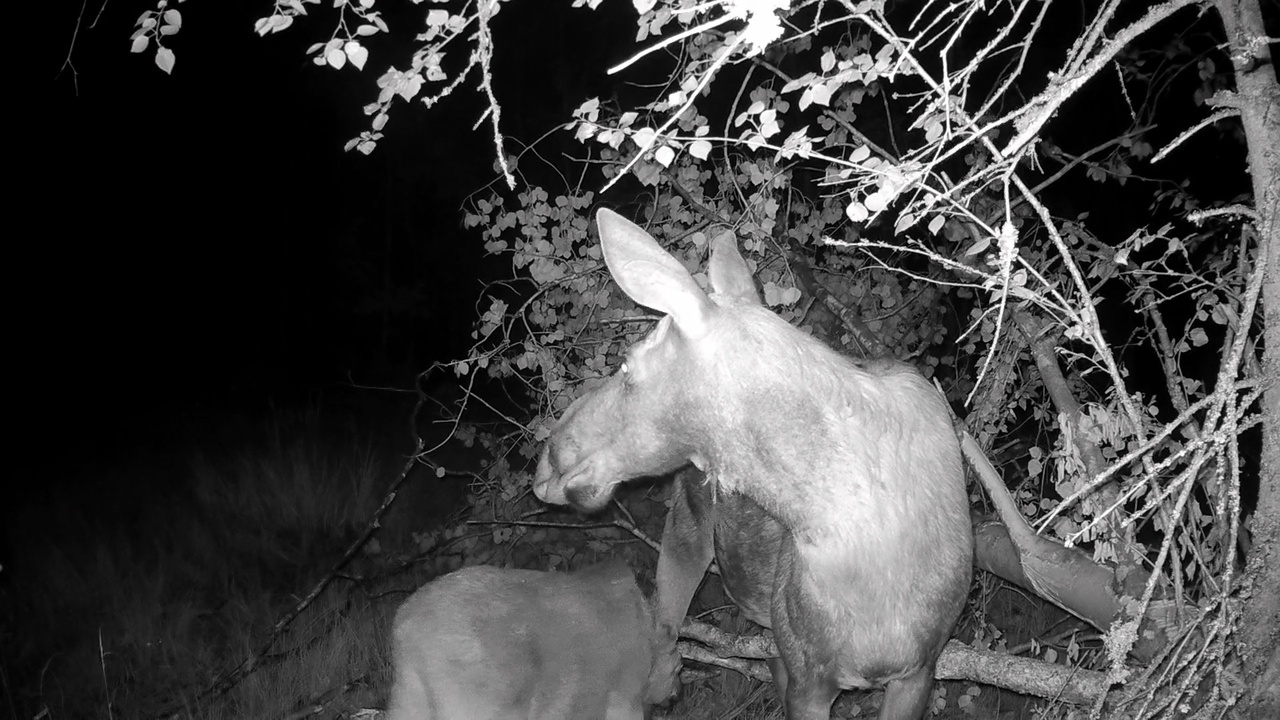 For moose calves, green food has become the main food, but they still do not give up their mother’s milk! - My, Pavel Glazkov, The nature of Russia, Elk, Each creature has a pair, Vsevolozhsky district, Leningrad region, Video, Video VK, Longpost