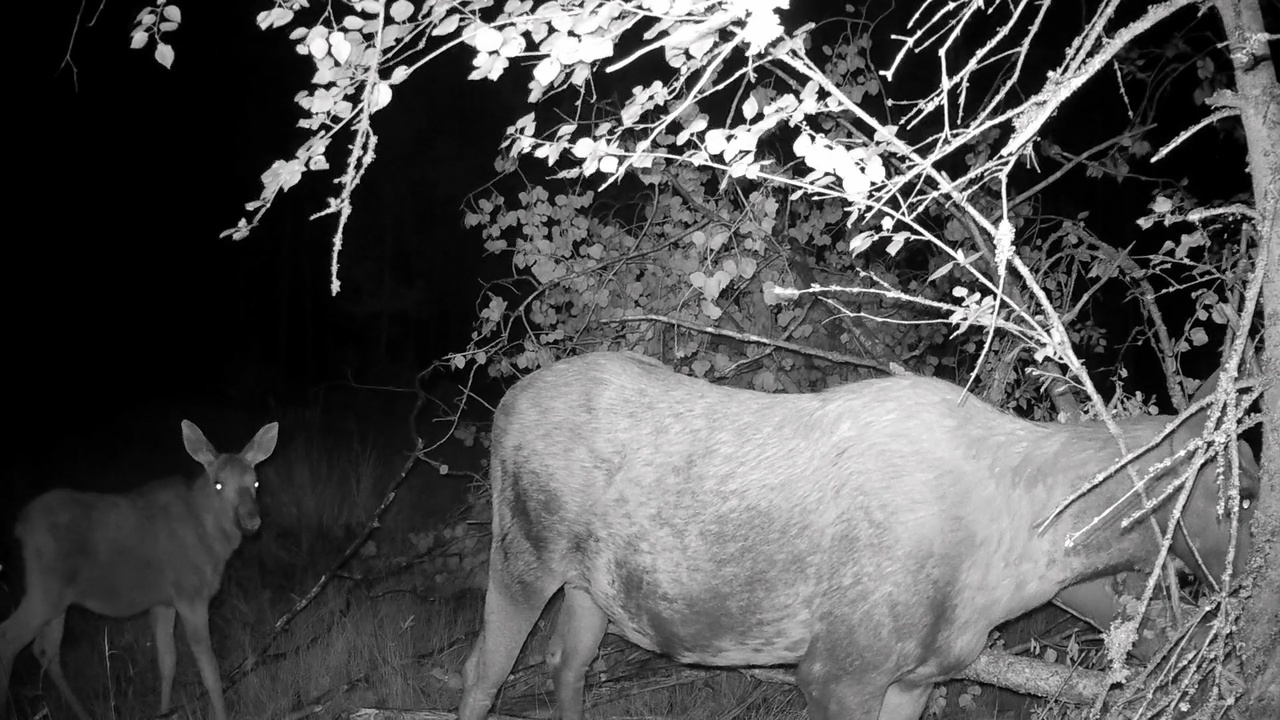 For moose calves, green food has become the main food, but they still do not give up their mother’s milk! - My, Pavel Glazkov, The nature of Russia, Elk, Each creature has a pair, Vsevolozhsky district, Leningrad region, Video, Video VK, Longpost