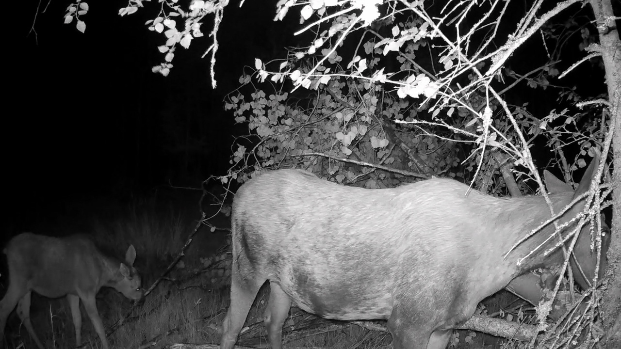 For moose calves, green food has become the main food, but they still do not give up their mother’s milk! - My, Pavel Glazkov, The nature of Russia, Elk, Each creature has a pair, Vsevolozhsky district, Leningrad region, Video, Video VK, Longpost