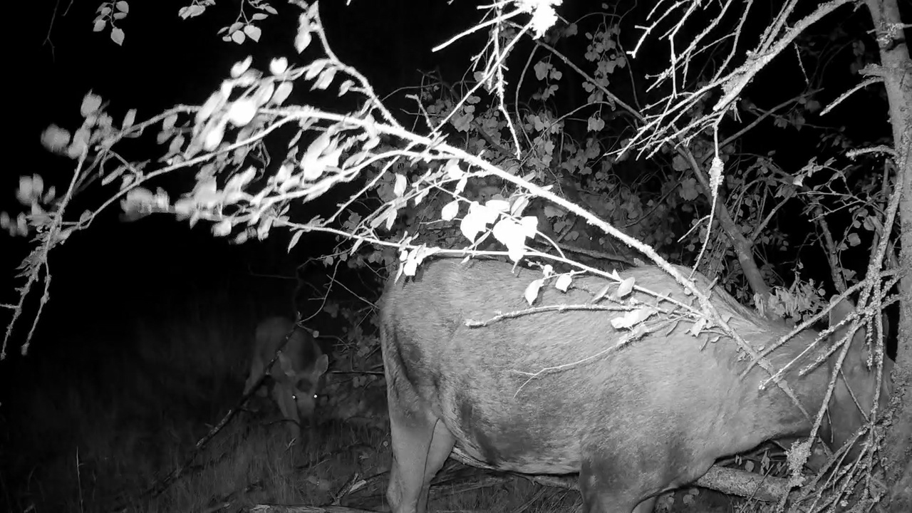 For moose calves, green food has become the main food, but they still do not give up their mother’s milk! - My, Pavel Glazkov, The nature of Russia, Elk, Each creature has a pair, Vsevolozhsky district, Leningrad region, Video, Video VK, Longpost