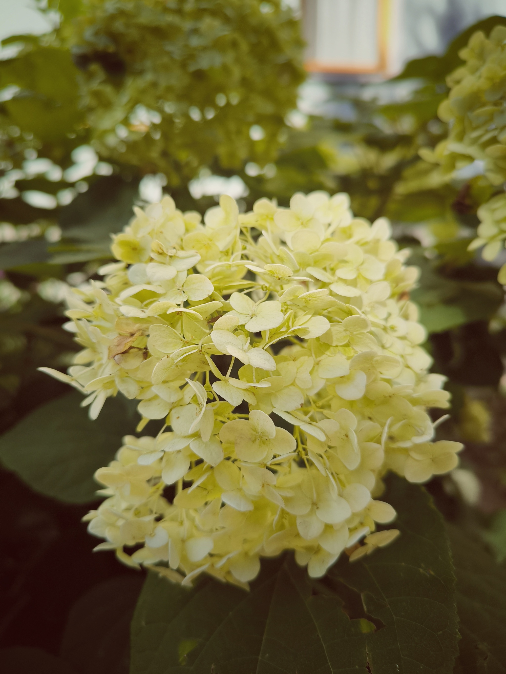 Limitless summer aesthetics - My, The photo, Beginning photographer, Mobile photography, The park, Photo on sneaker, City walk, Summer, Bloom, Street photography, Hydrangeas, Flowers, Longpost