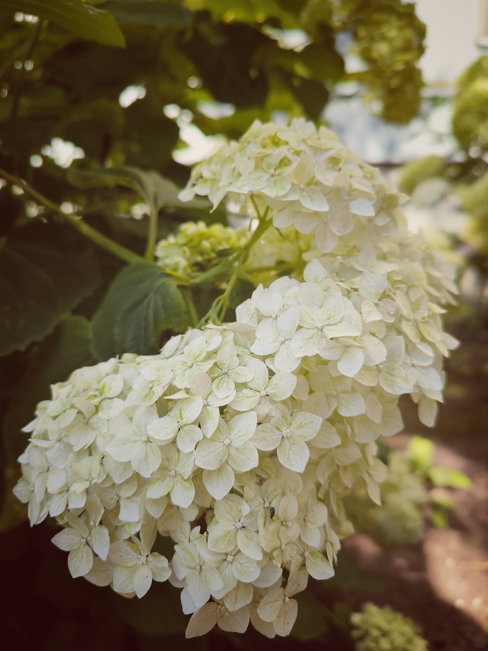 Limitless summer aesthetics - My, The photo, Beginning photographer, Mobile photography, The park, Photo on sneaker, City walk, Summer, Bloom, Street photography, Hydrangeas, Flowers, Longpost