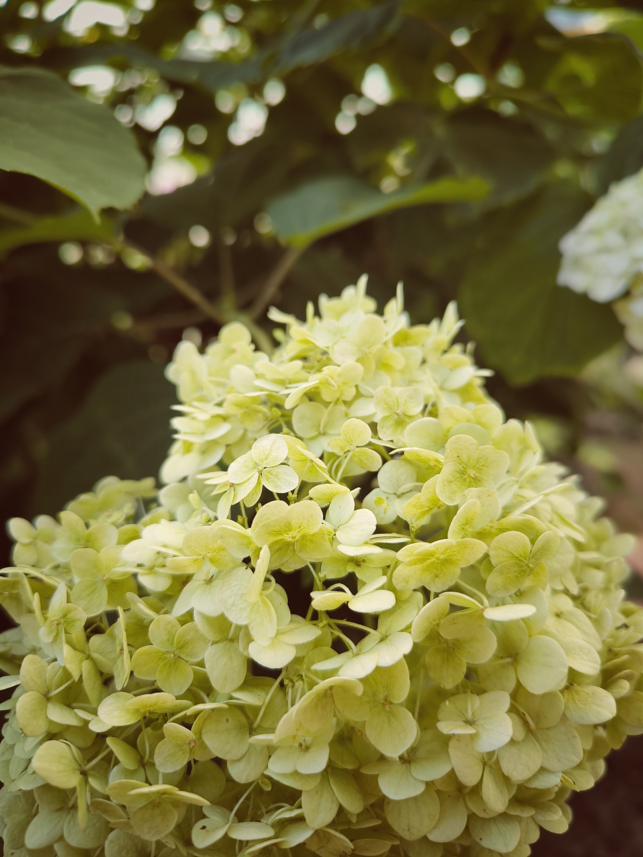 Limitless summer aesthetics - My, The photo, Beginning photographer, Mobile photography, The park, Photo on sneaker, City walk, Summer, Bloom, Street photography, Hydrangeas, Flowers, Longpost