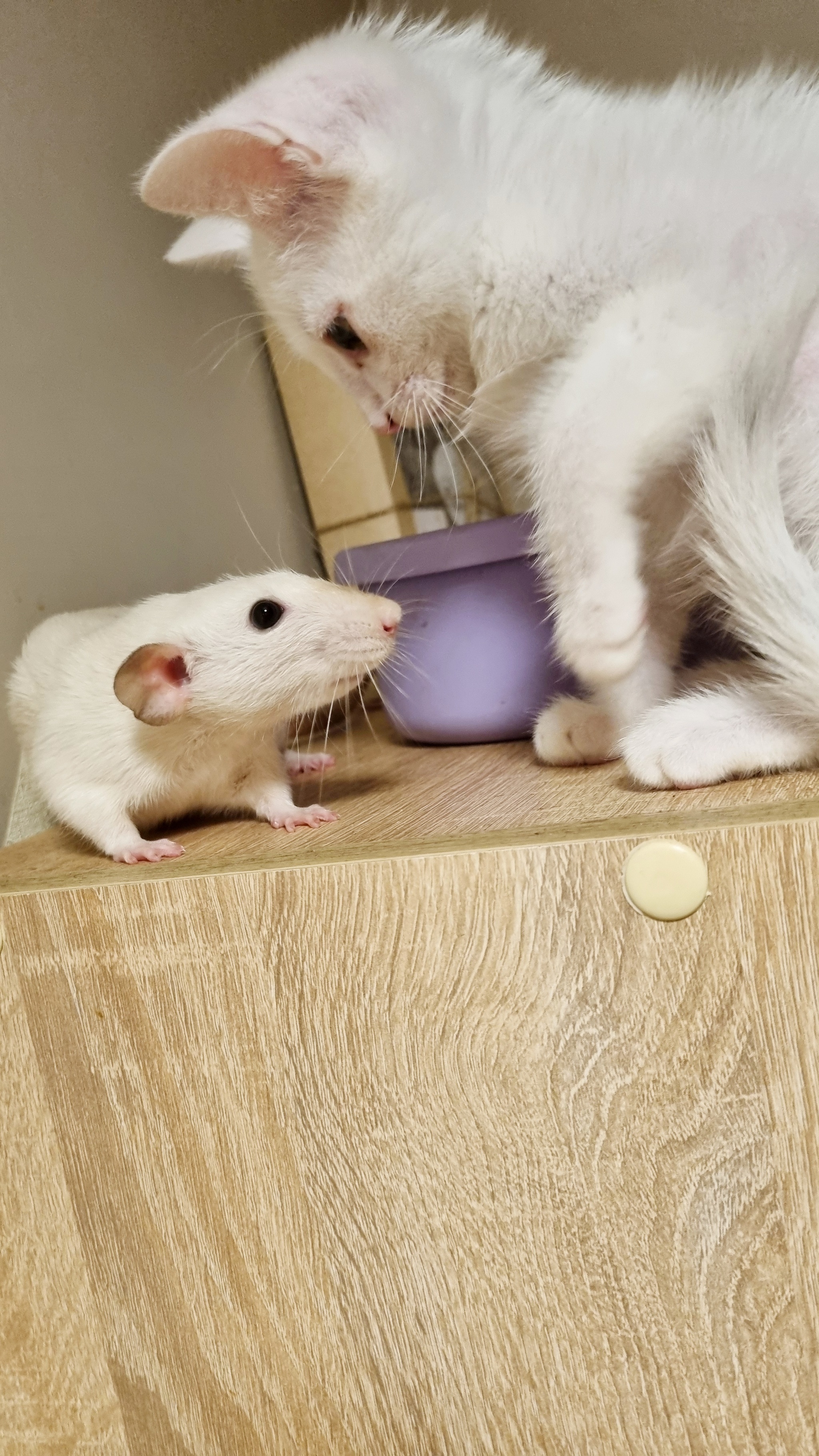 Twins - My, cat, Decorative rats, Per person, Longpost, Pets, The photo