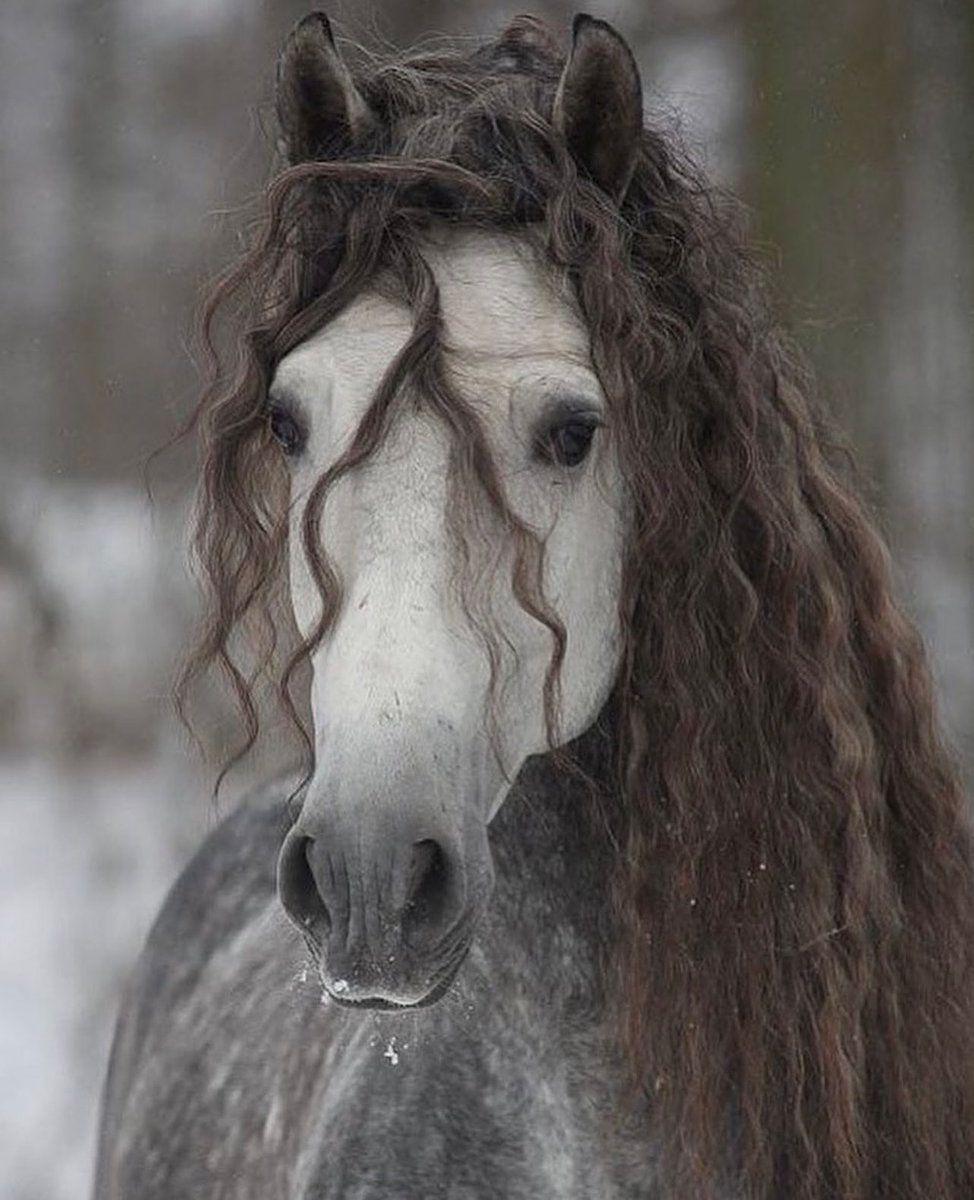 Gorgeous - Horses, Mane, Curls, The photo