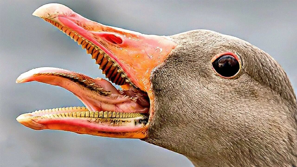 Goose is just a goose - My, ЕЅatec goose, Гусь, Longpost