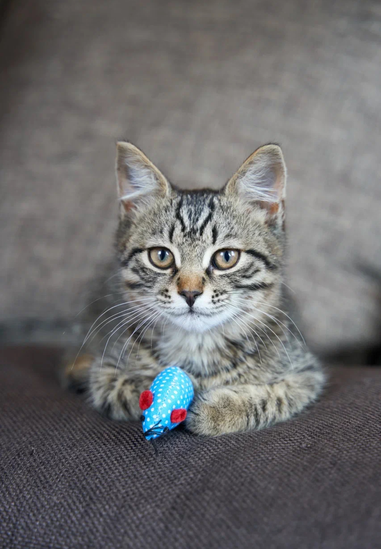 Котенок Аскель в добрые руки - Моё, Кот, Котята, Помощь животным, В добрые руки, Приют для животных