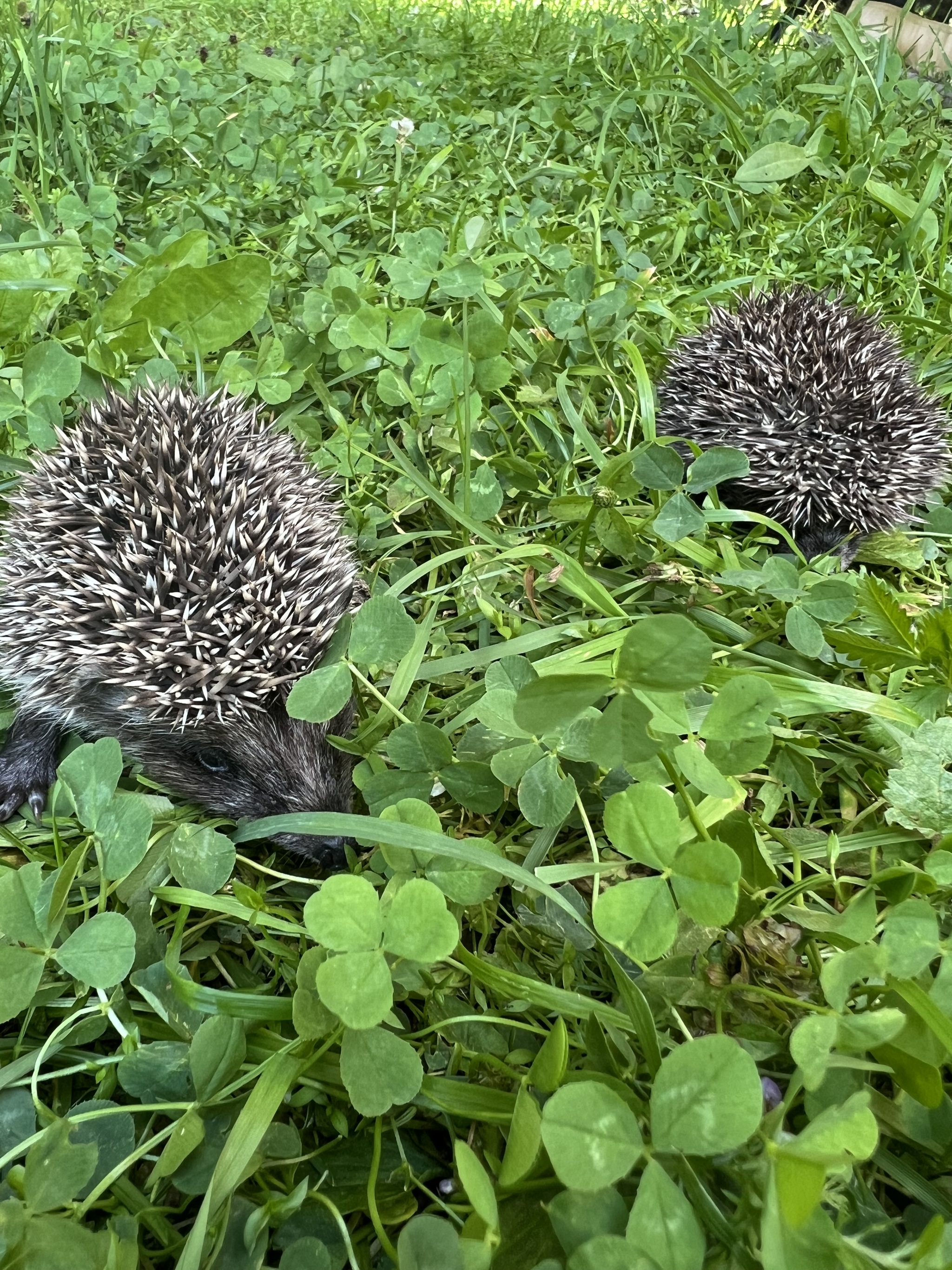 Hedgehogs in the house, part 7 - My, Life stories, Animal Rescue, Hedgehog, I share my joy, Longpost