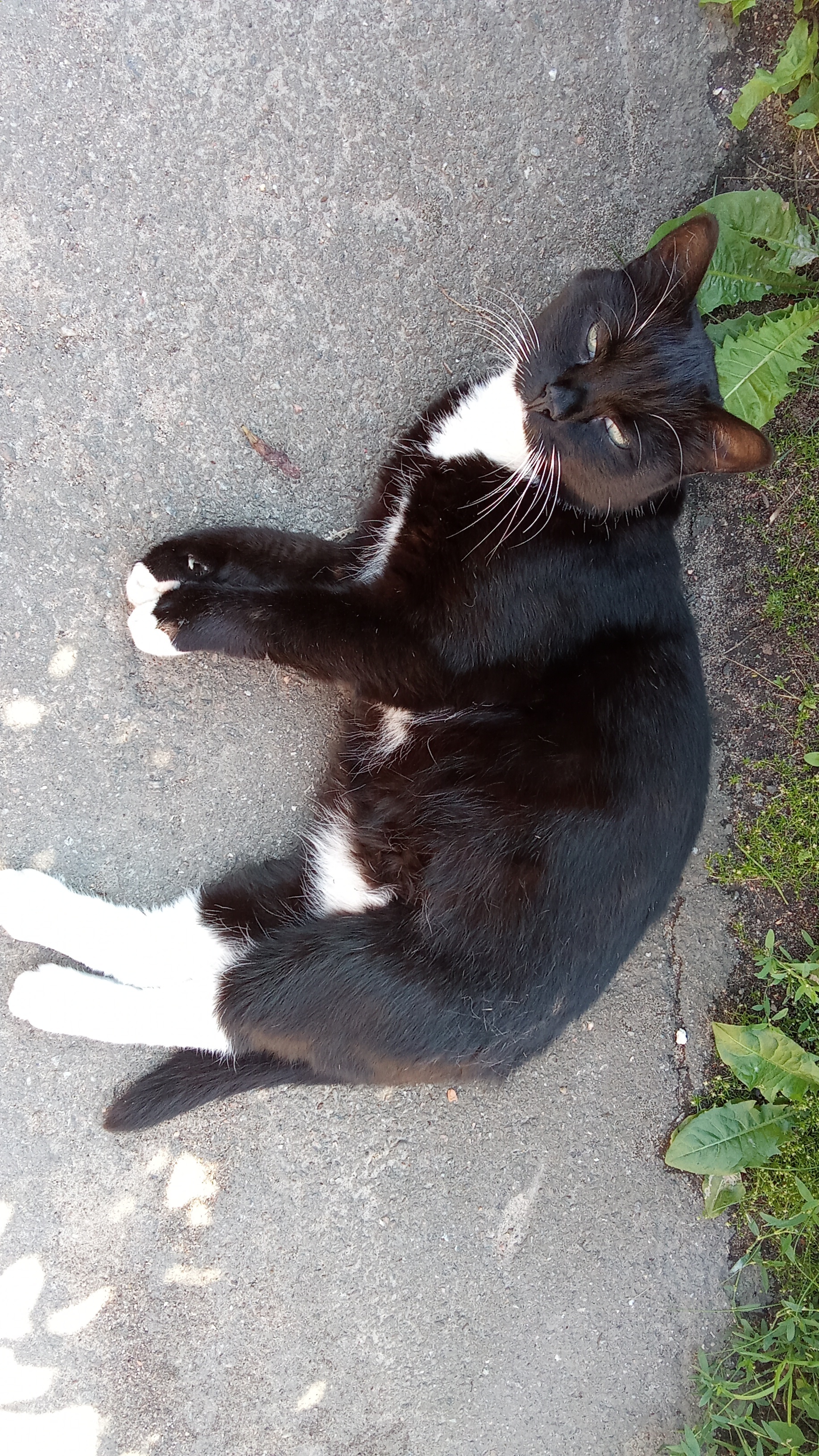 Church cat - My, cat, Church, Longpost