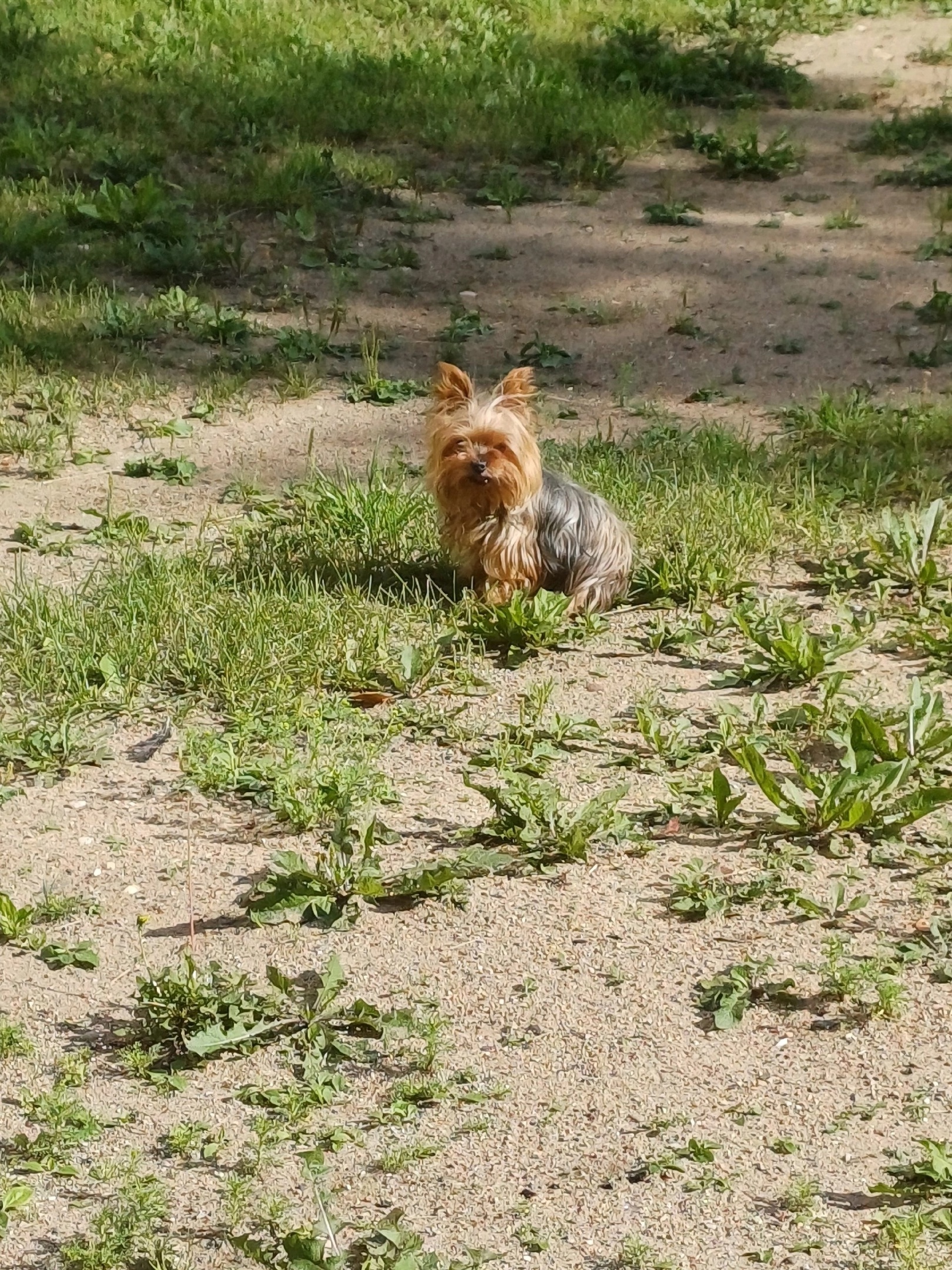 DOG FOUND!!! Vologda. Yorkshire Terrier - My, Lost, No rating, Found a dog, Search for animals, Pets, Vologda, Vologodskaya Oblast, Dog, Longpost