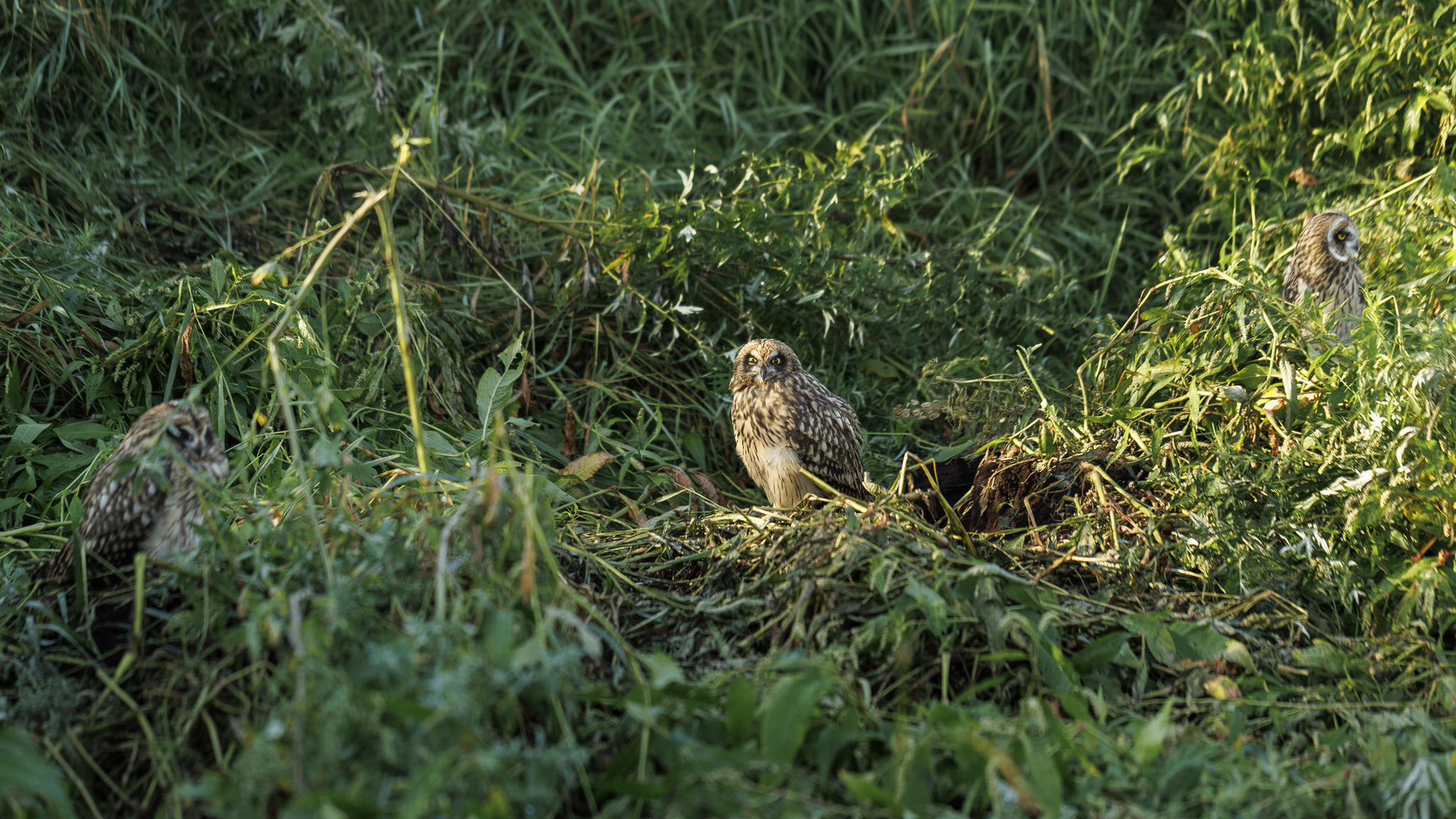 Three owlets - My, Photo hunting, The photo, Birds, Ornithology, Wild animals, Bird watching, Predator birds, Video, Youtube, Longpost, Owl