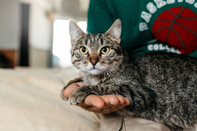 Affectionate tabby cat Arwen in good hands - cat, Cat lovers, In good hands, Homeless animals, Overexposure, Kittens, Fluffy, Moscow, Moscow region, Shelter, Pet the cat, Volunteering, Longpost