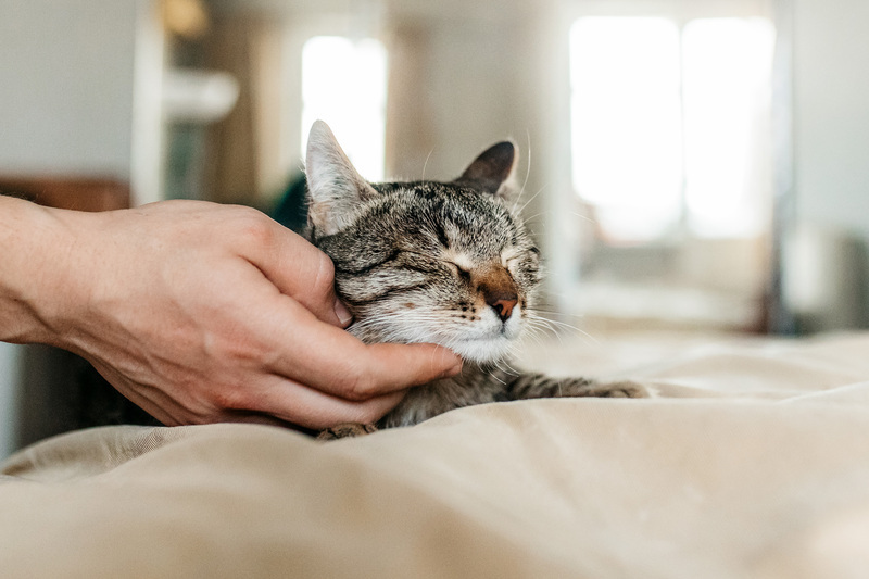 Affectionate tabby cat Arwen in good hands - cat, Cat lovers, In good hands, Homeless animals, Overexposure, Kittens, Fluffy, Moscow, Moscow region, Shelter, Pet the cat, Volunteering, Longpost