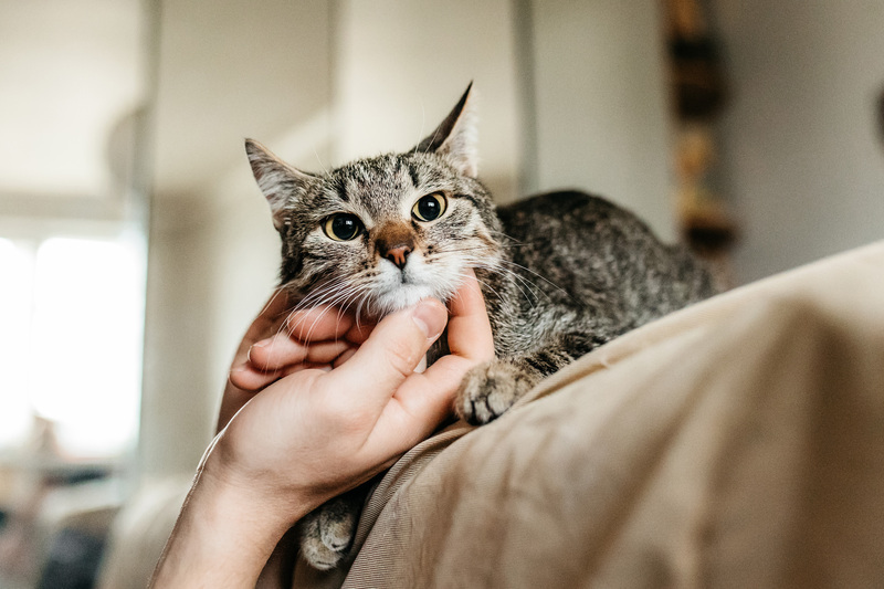 Affectionate tabby cat Arwen in good hands - cat, Cat lovers, In good hands, Homeless animals, Overexposure, Kittens, Fluffy, Moscow, Moscow region, Shelter, Pet the cat, Volunteering, Longpost