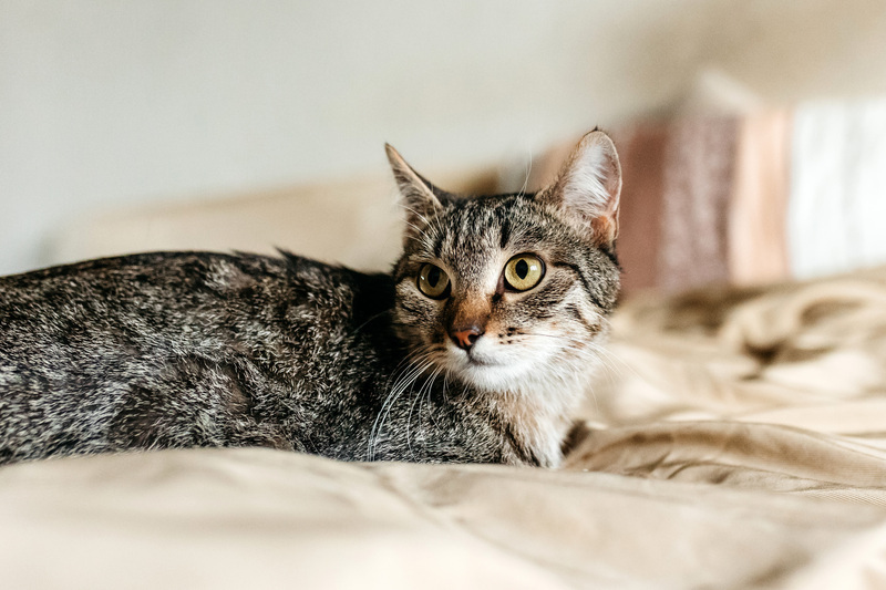 Affectionate tabby cat Arwen in good hands - cat, Cat lovers, In good hands, Homeless animals, Overexposure, Kittens, Fluffy, Moscow, Moscow region, Shelter, Pet the cat, Volunteering, Longpost