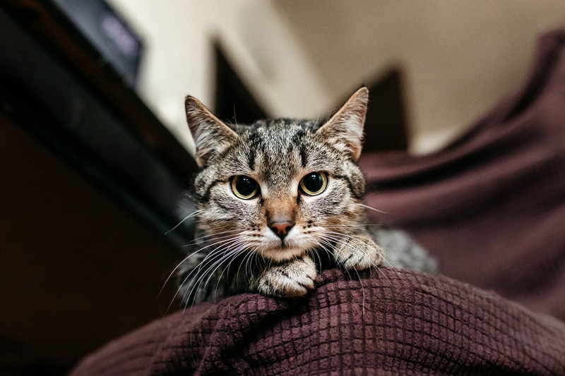 Affectionate tabby cat Arwen in good hands - cat, Cat lovers, In good hands, Homeless animals, Overexposure, Kittens, Fluffy, Moscow, Moscow region, Shelter, Pet the cat, Volunteering, Longpost