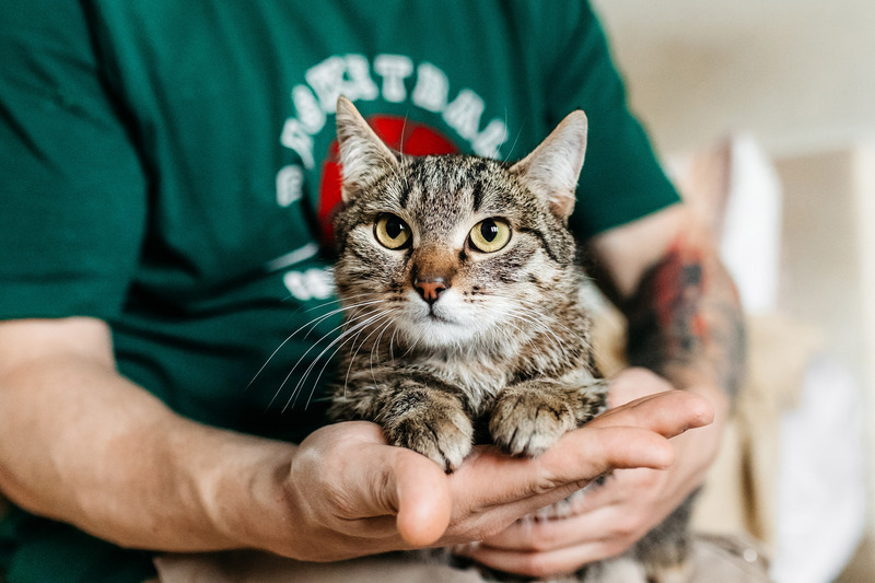 Affectionate tabby cat Arwen in good hands - cat, Cat lovers, In good hands, Homeless animals, Overexposure, Kittens, Fluffy, Moscow, Moscow region, Shelter, Pet the cat, Volunteering, Longpost