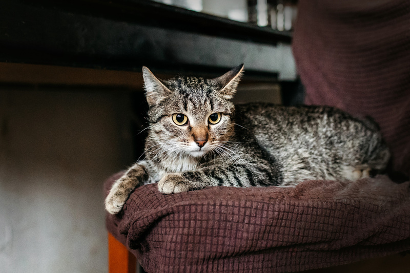 Affectionate tabby cat Arwen in good hands - cat, Cat lovers, In good hands, Homeless animals, Overexposure, Kittens, Fluffy, Moscow, Moscow region, Shelter, Pet the cat, Volunteering, Longpost