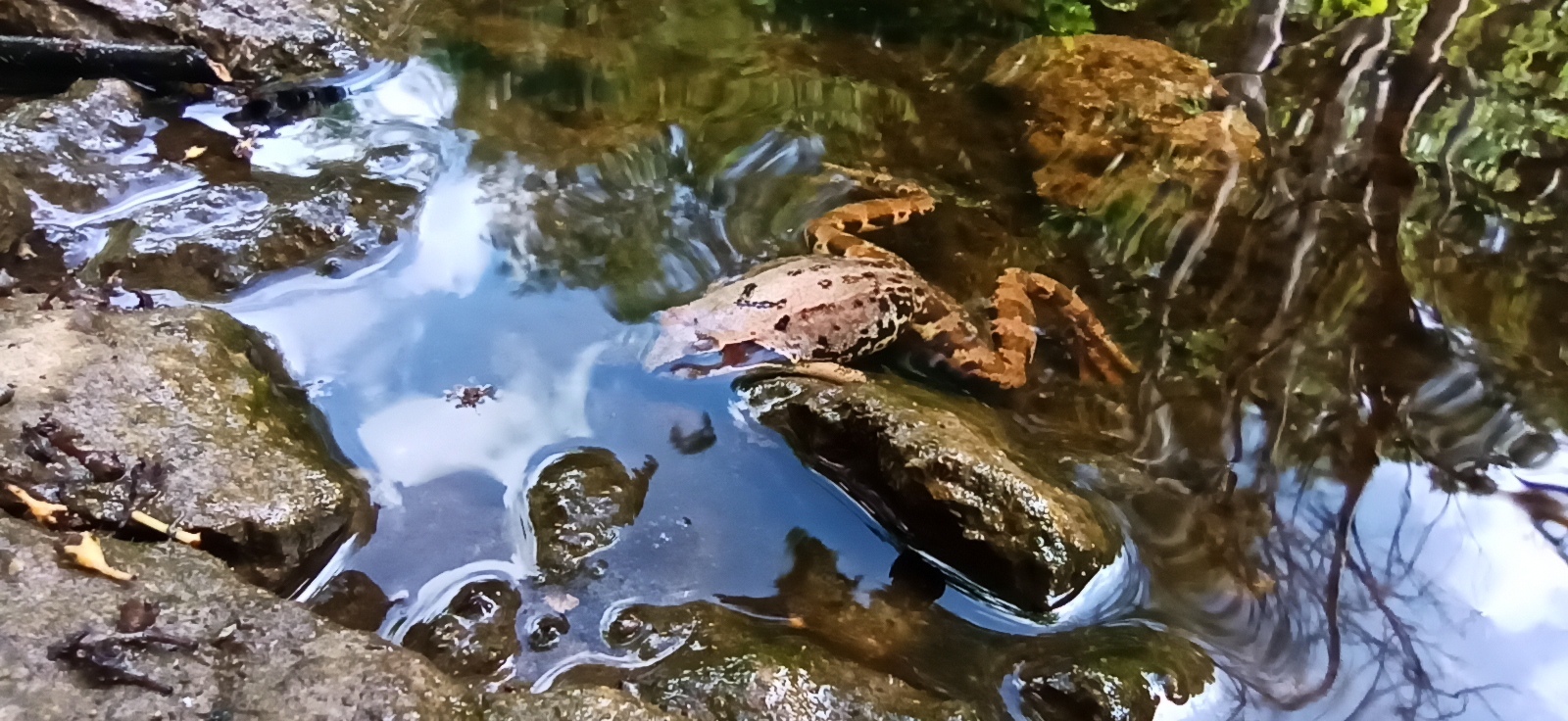 Hiking Story #32: Lava River Canyon - My, Hiking, Shlisselburg, River, Lava, Canyon, Longpost