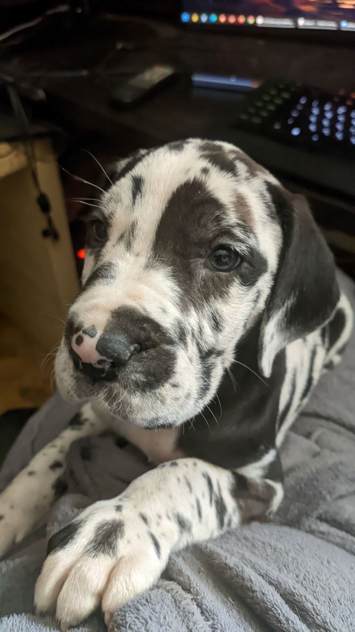 It's only the beginning))) - My, Great Dane, Puppies, Friend, Love, Great Dane, Friends, friendship, Dog lovers, Longpost