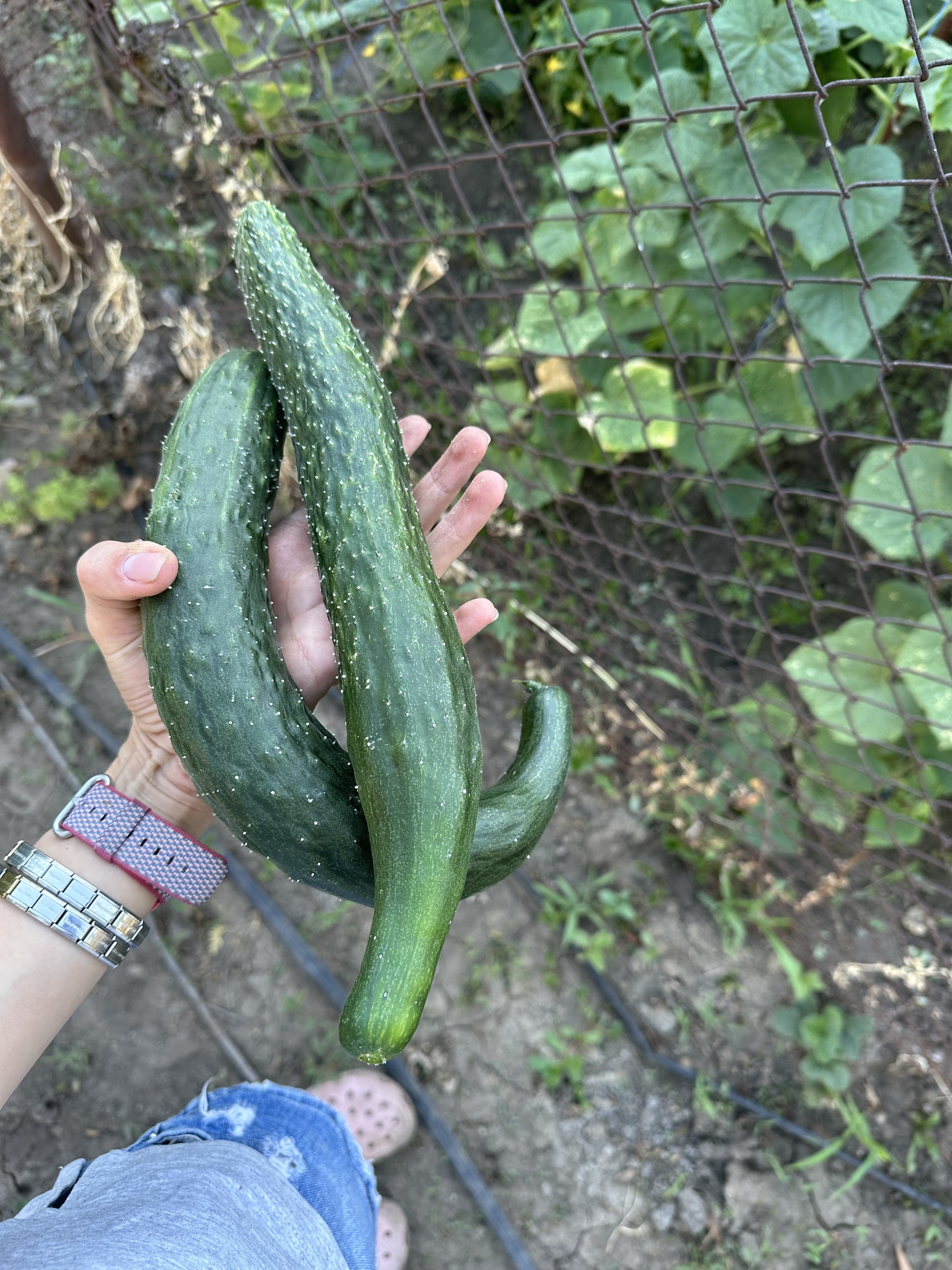 Something on happy - My, Garden, Happiness, Cucumbers, Good mood, Joy