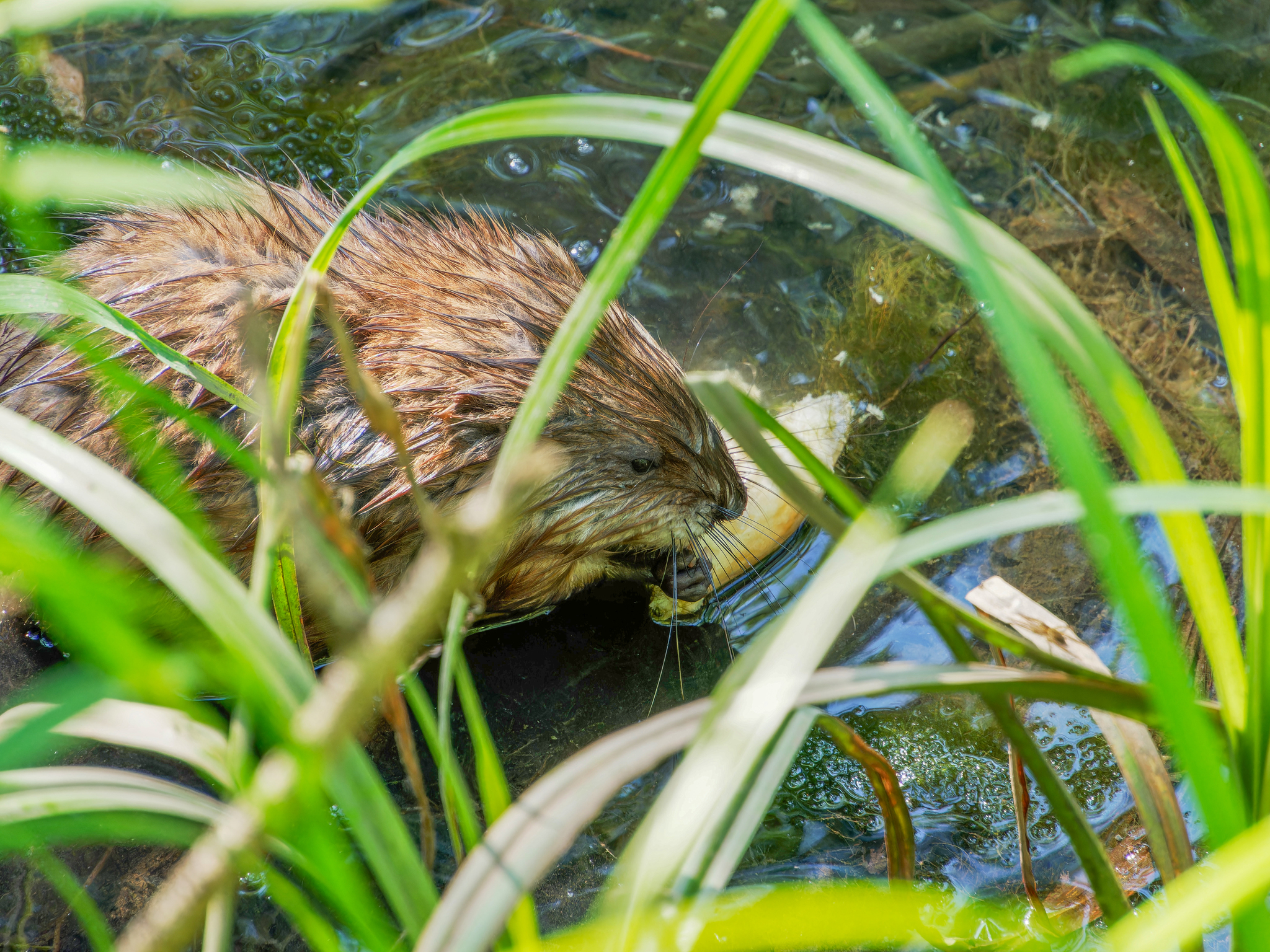 Fur bread slicer - My, Muskrat, River, The photo, The nature of Russia, Animals, Photo hunting, Nature