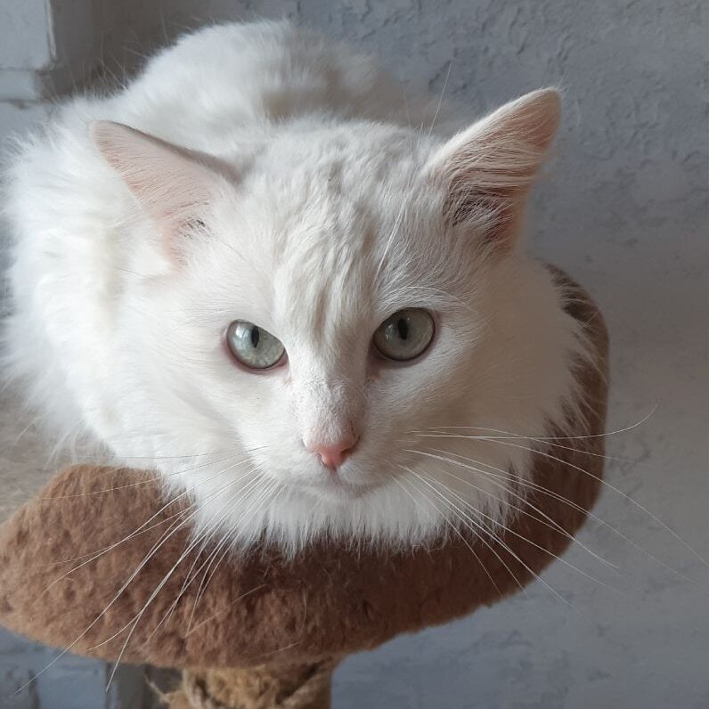 And again we continue to look for the cat in Moscow. Zyablikovo District - cat, No rating, Moscow, Volunteering, Lost cat, Cat lovers, Homeless animals, Pets, Fluffy, Help, Helping animals, Good league, The strength of the Peekaboo, Longpost