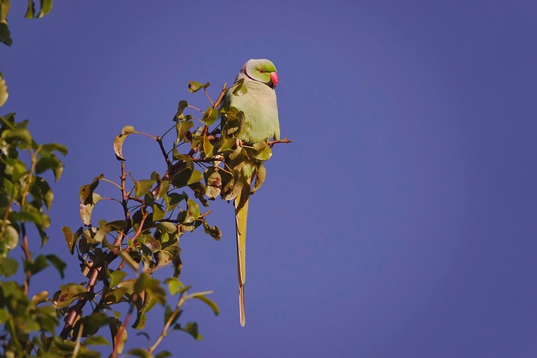 Indian ringed parrot - My, The photo, Netherlands (Holland), Nature, Birds, A parrot