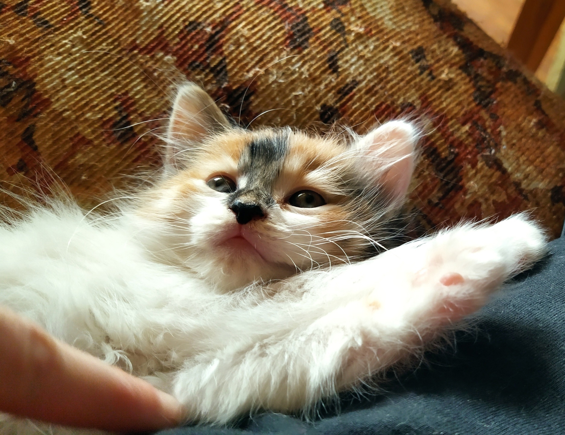 Hello ladies and boys! - My, Tricolor cat, Fluffy, cat, Pets, The photo