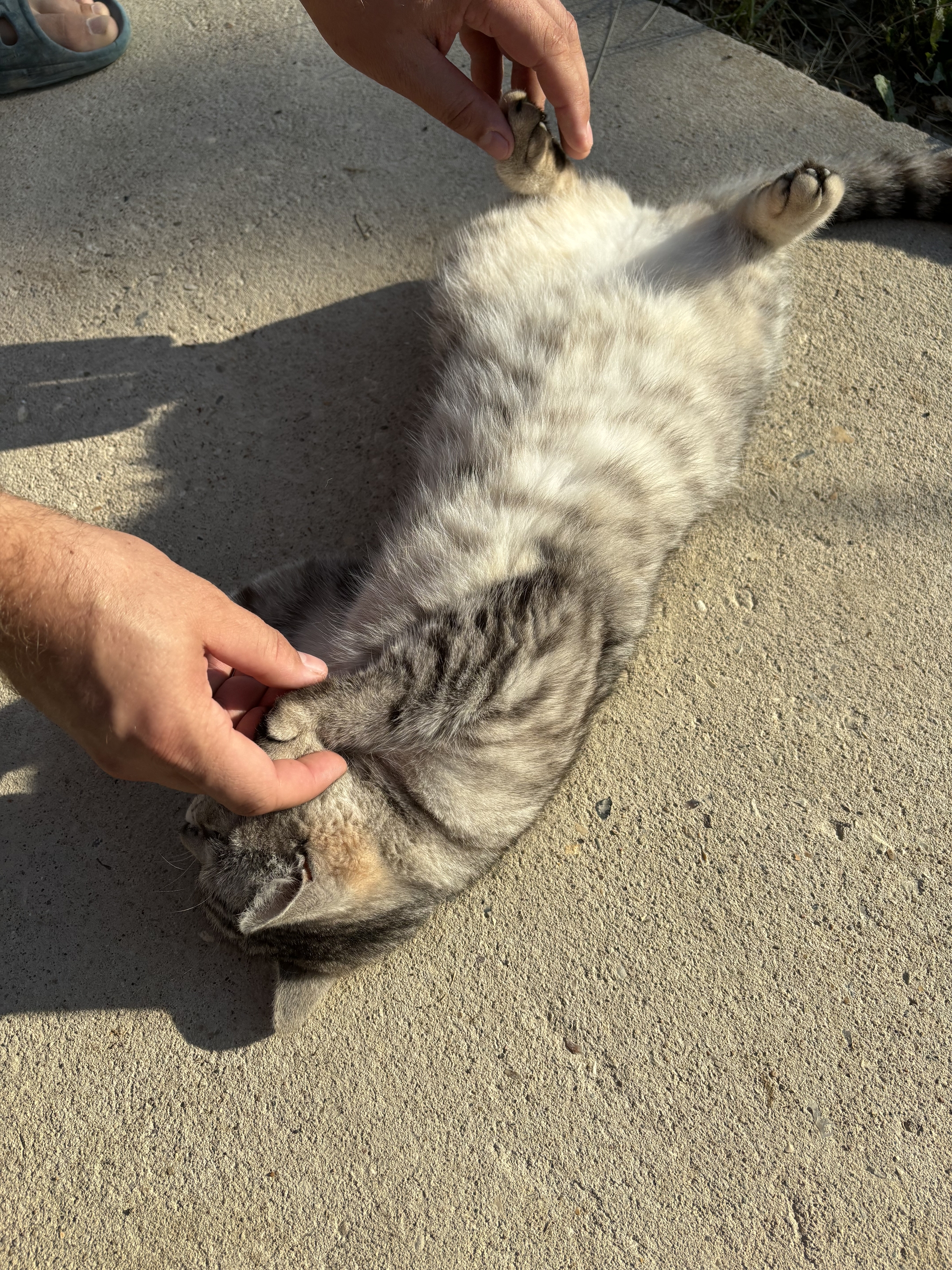 A cat was found (Maklino village, Maloyaroslavets) - My, Lost, Lost cat, cat, Obninsk, Kaluga, Maloyaroslavets, Video, Vertical video, Longpost, Found a cat