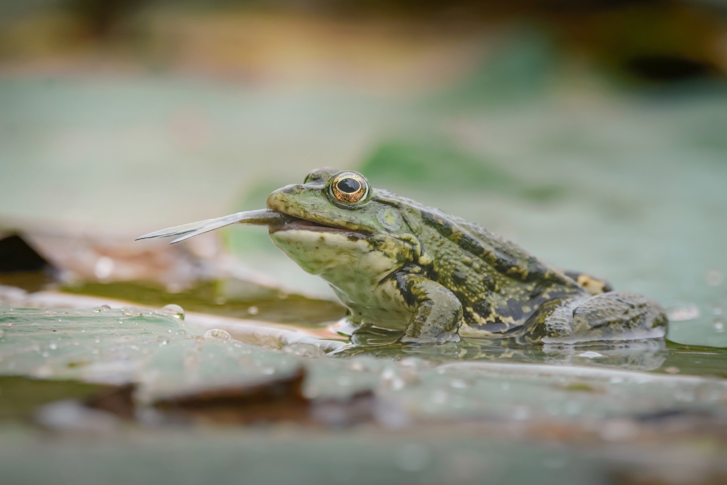 Sometimes it happens - Nature, Краснодарский Край, Animals, The photo, Frogs, Amphibians, A fish, Mining