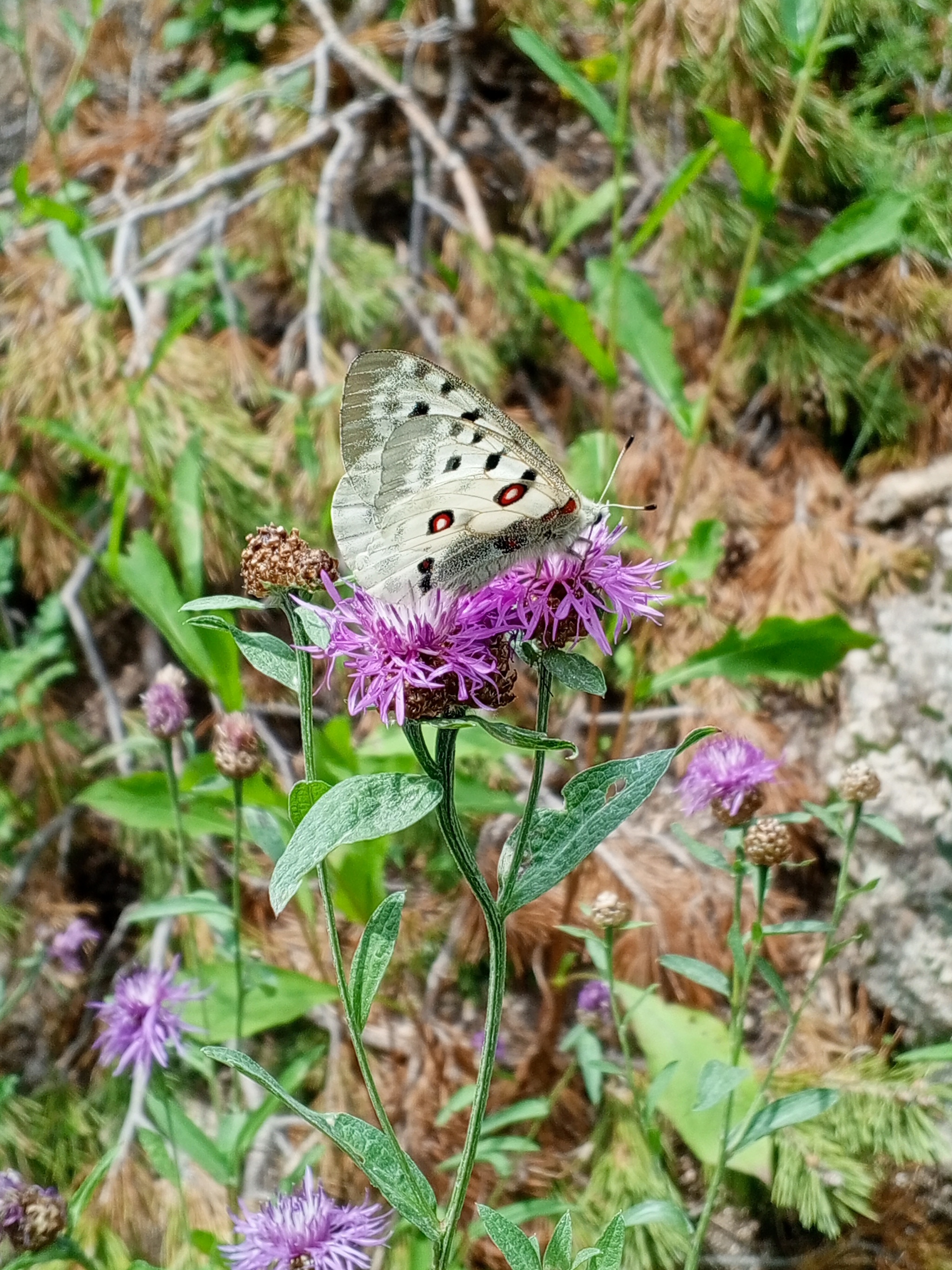 Living mountains - My, Diaries online, The mountains, Nature, Longpost