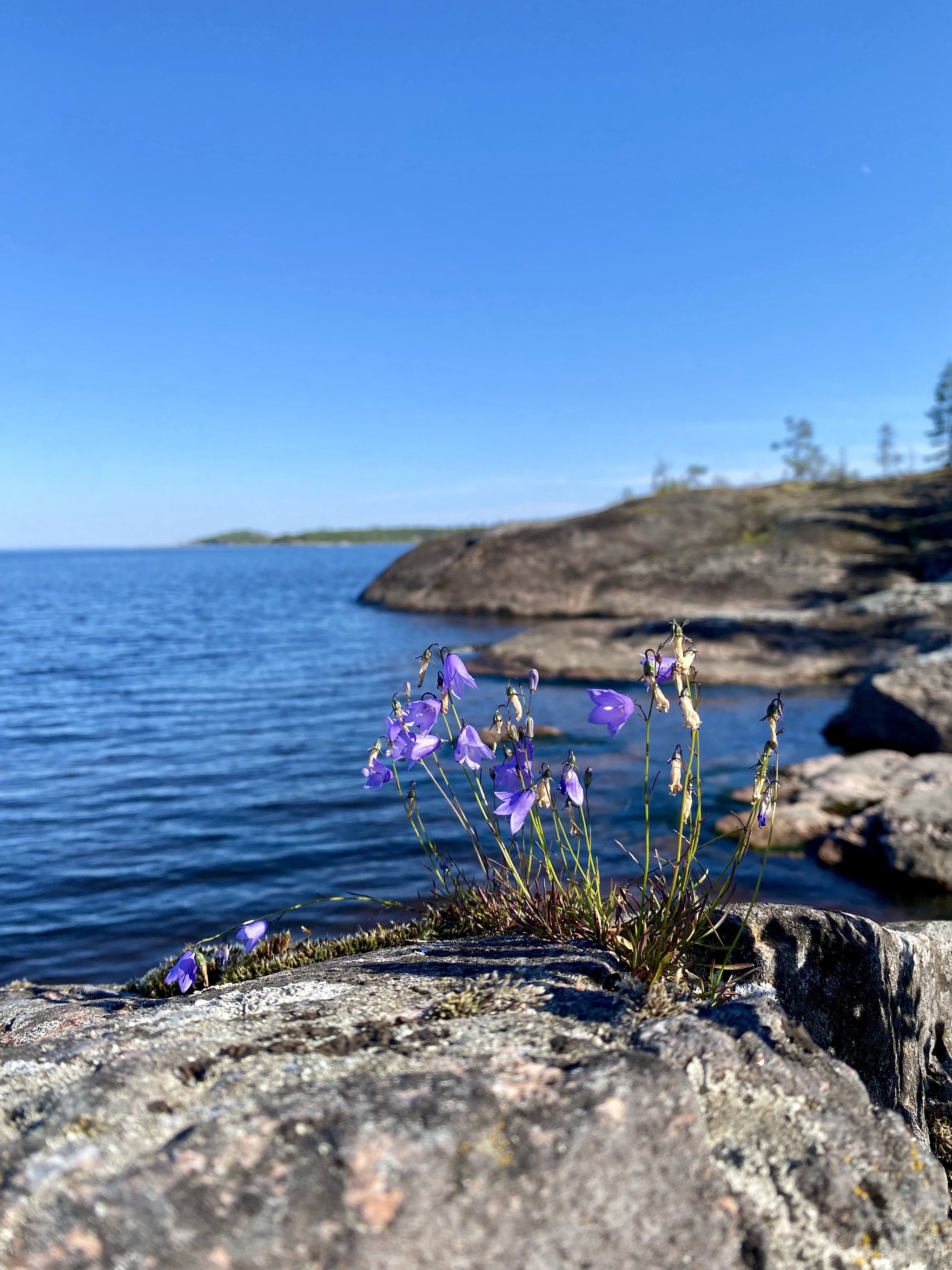 Ladoga skerries. Day, night, mosses and stones - My, Alloy, Travel across Russia, Карелия, Ladoga lake, Longpost